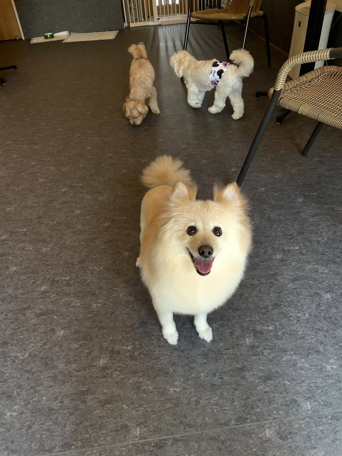 🌟 福岡市にあるトリミングサロン「udog」であなたの愛犬を...