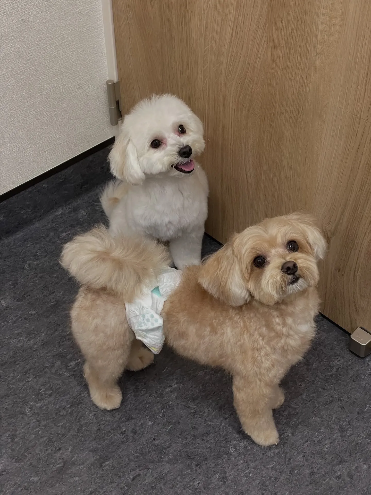 🌟 福岡市にあるトリミングサロン「udog」であなたの愛犬を...