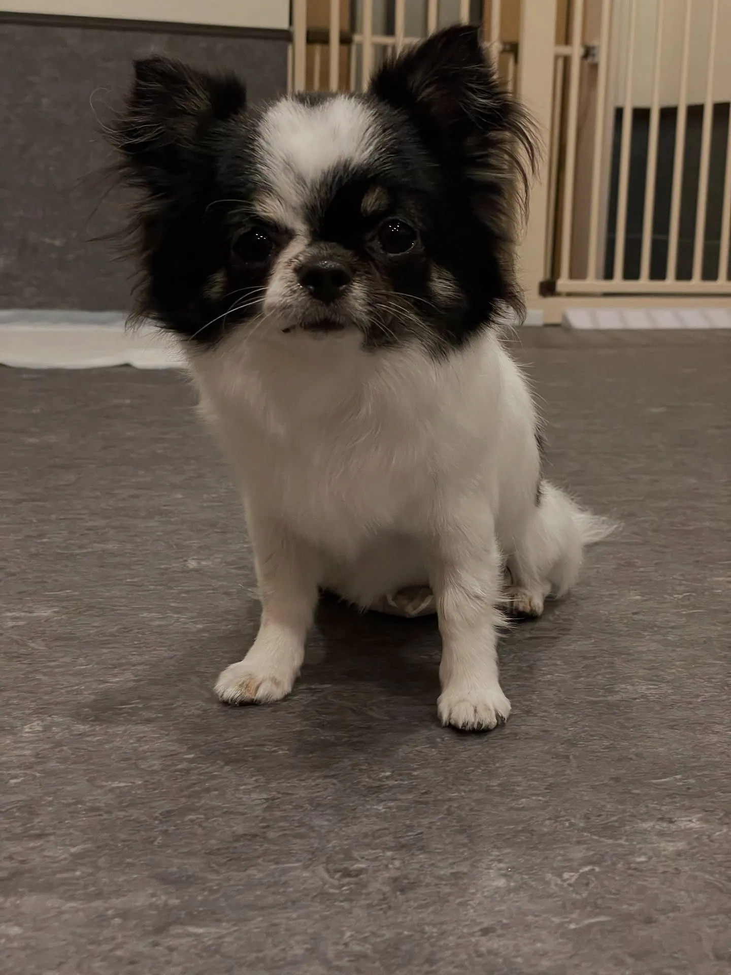 🌟🐾 福岡市東区のトリミングサロン「udog」へようこそ！🐶...