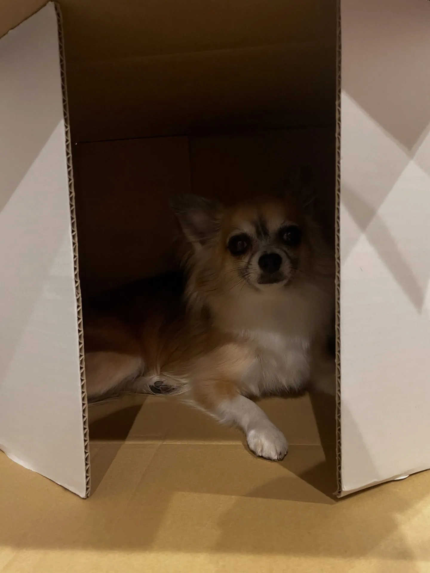 🌟🐾 福岡市東区のトリミングサロン「udog」へようこそ!🐶...