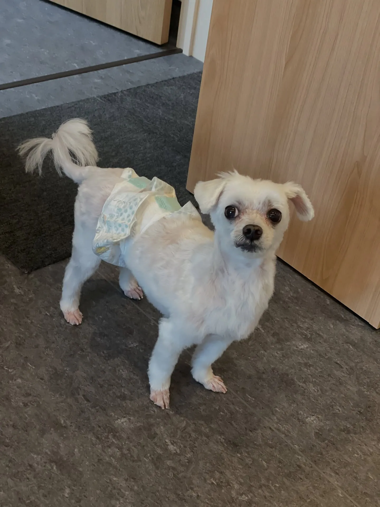 🌟🐾 福岡市東区のトリミングサロン「udog」へようこそ!🐶...