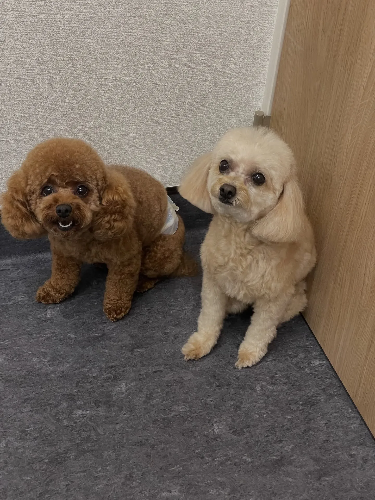 🐾✨福岡市東区にあるトリミングサロン「udog」は、お客様と...