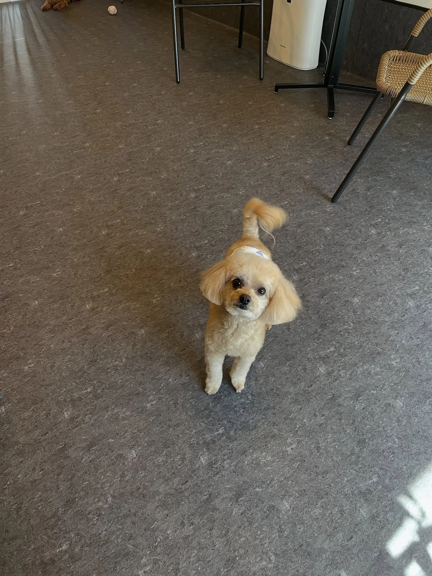 🐾✨福岡市東区にあるトリミングサロン「udog」は、お客様と...