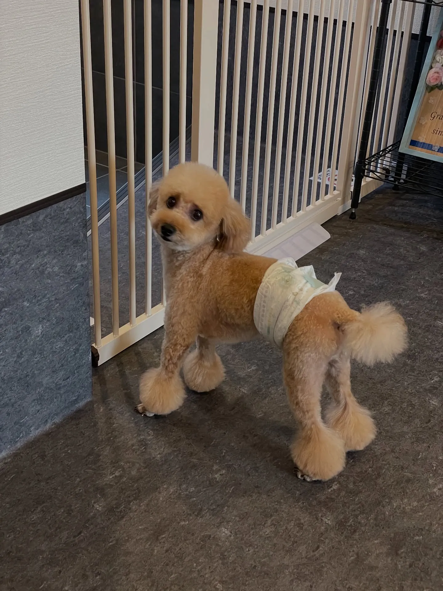 🐾✨福岡市東区にあるトリミングサロン「udog」は、お客様と...