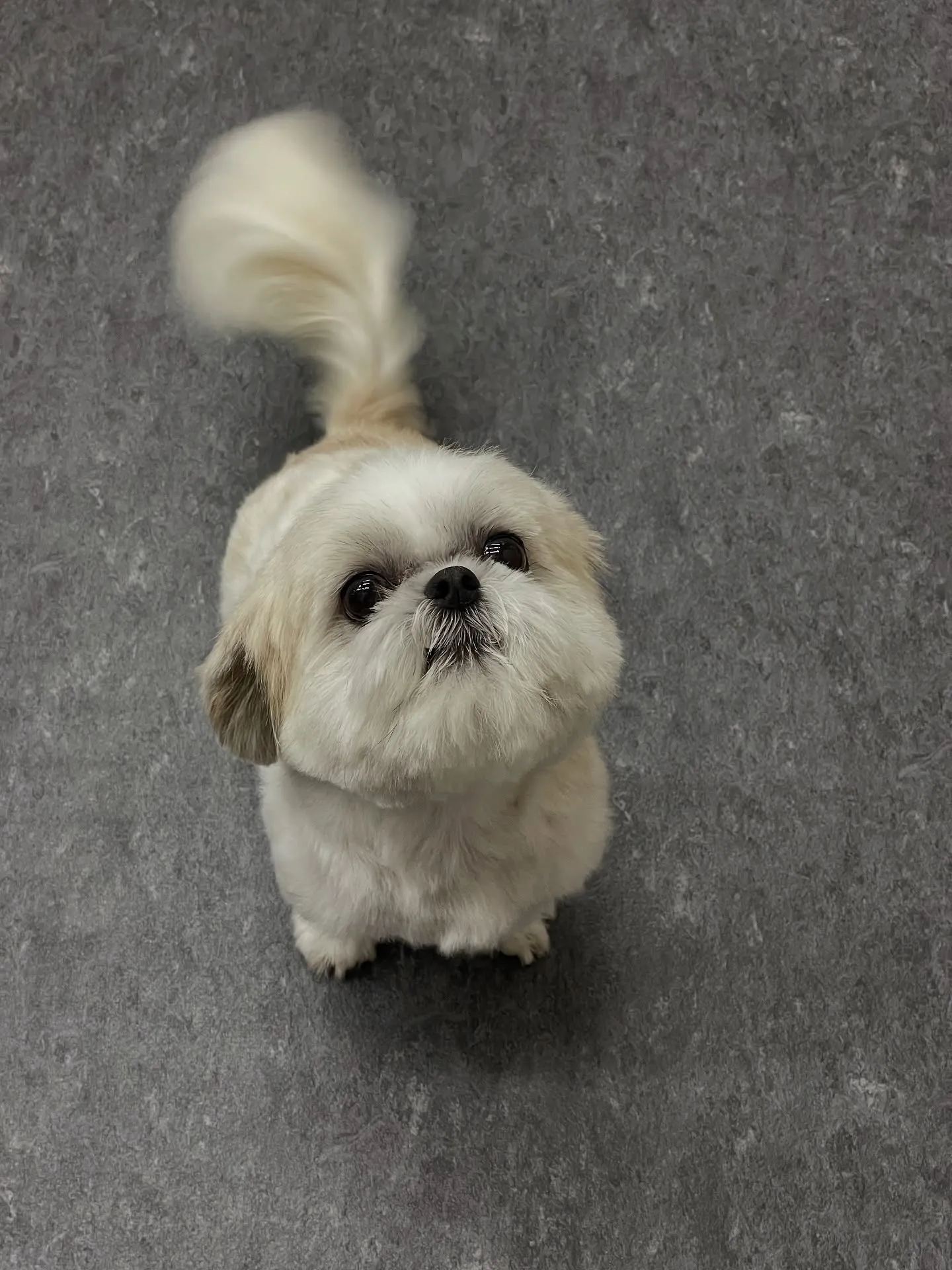 🐾✨福岡市東区にあるトリミングサロン「udog」は、お客様と...