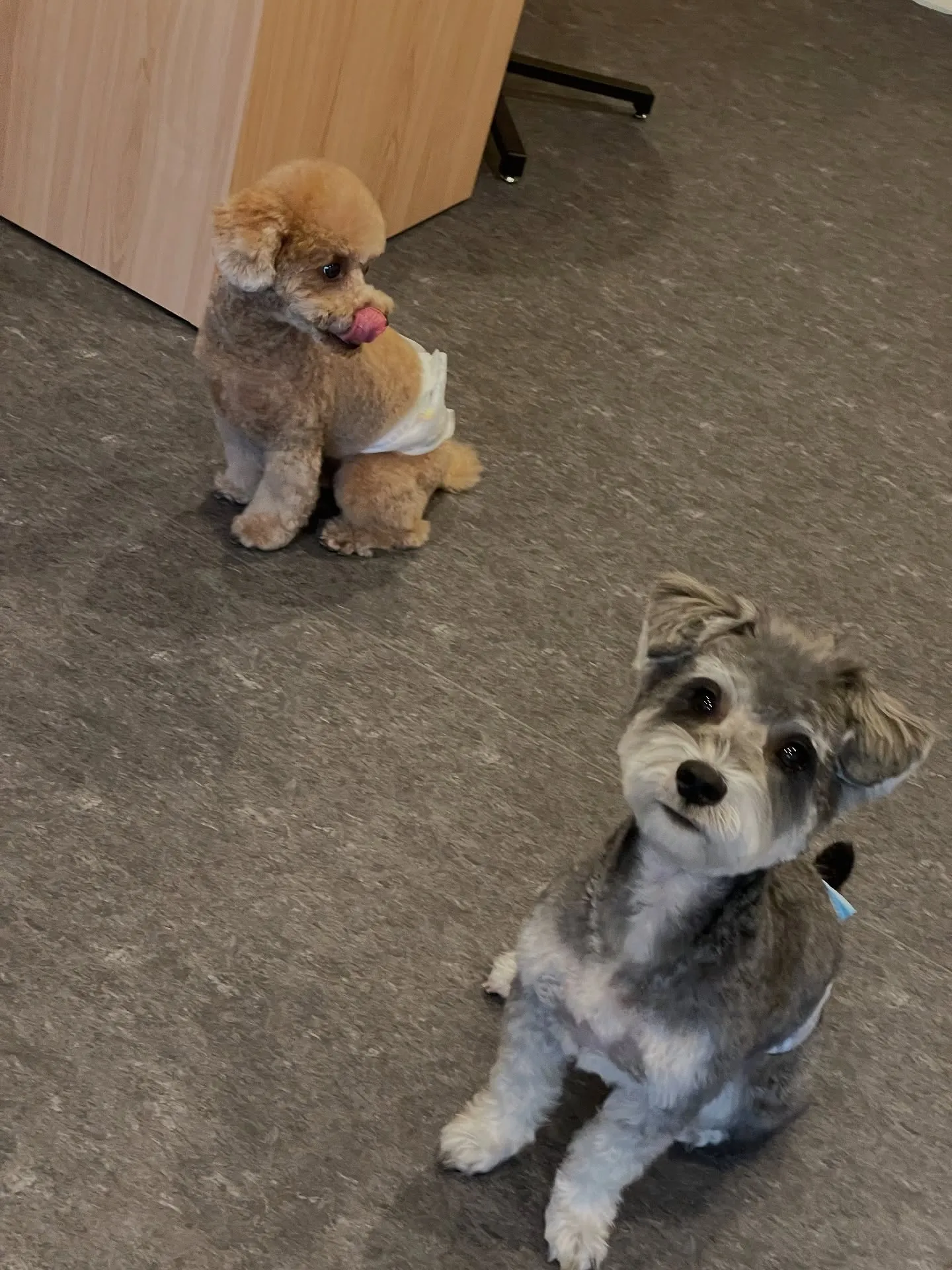 🐾✨福岡市東区にあるトリミングサロンudogへようこそ！✨🐾