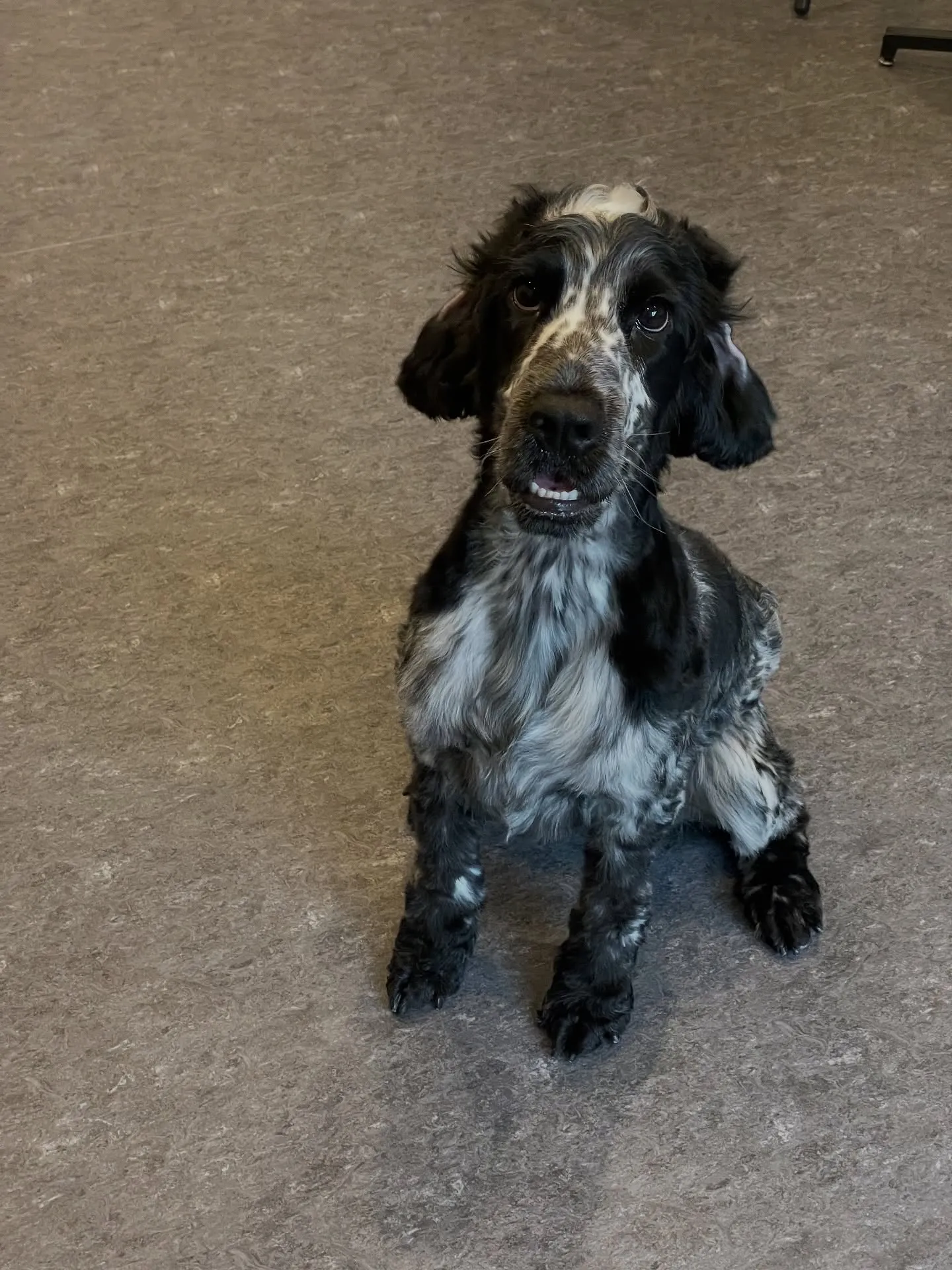 🐾✨福岡市東区にあるトリミングサロンudogへようこそ!✨🐾
