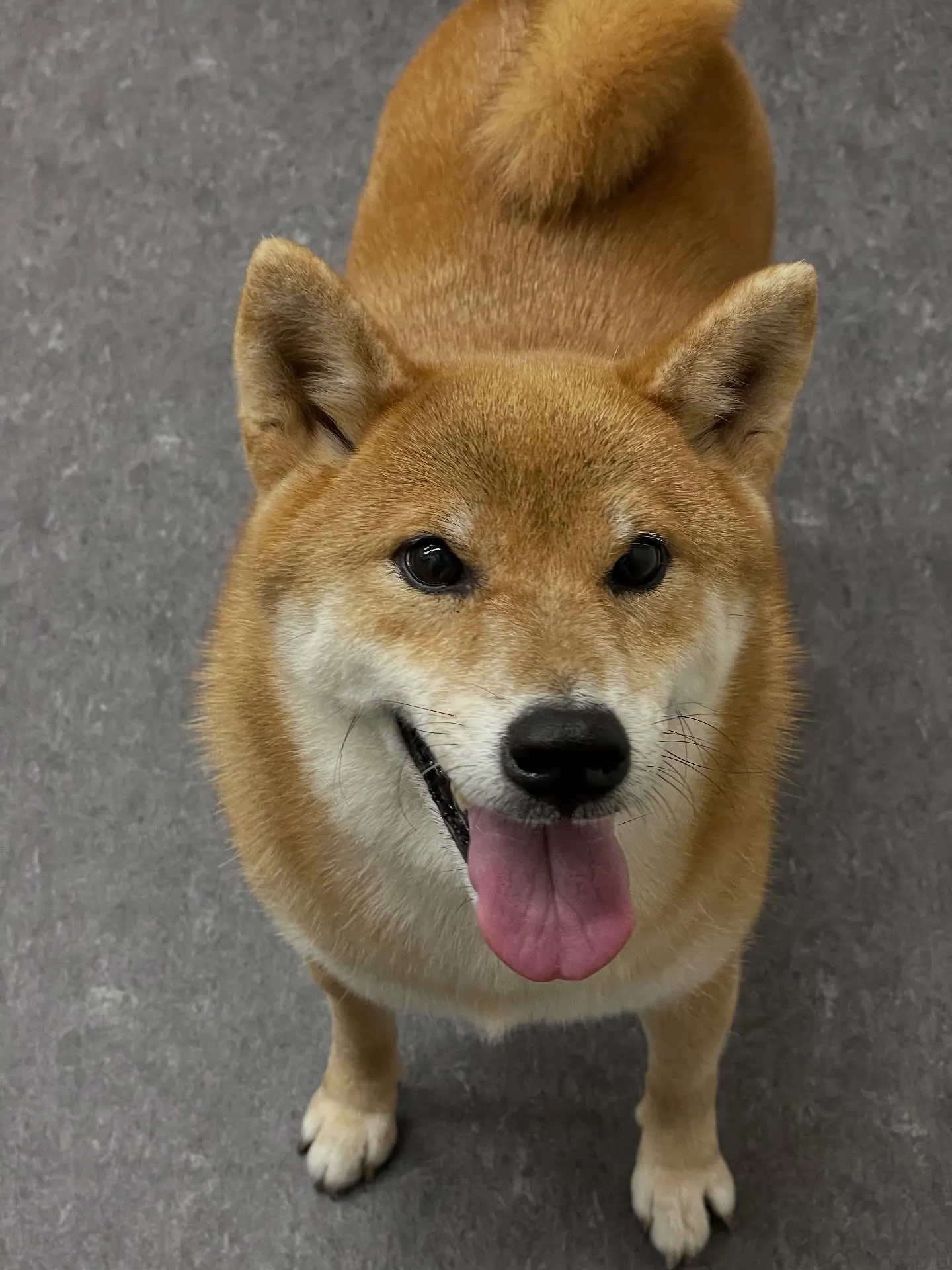🐾✨福岡市東区にあるトリミングサロンudogへようこそ!✨🐾