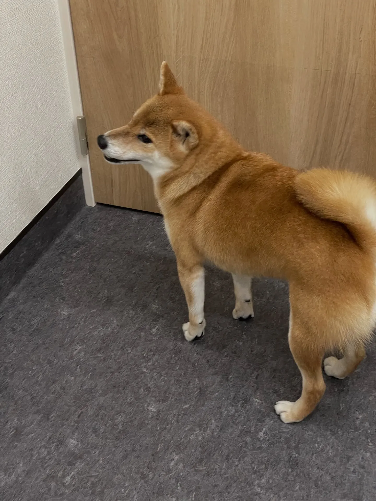 🐾✨福岡市東区にあるトリミングサロンudogへようこそ!✨🐾