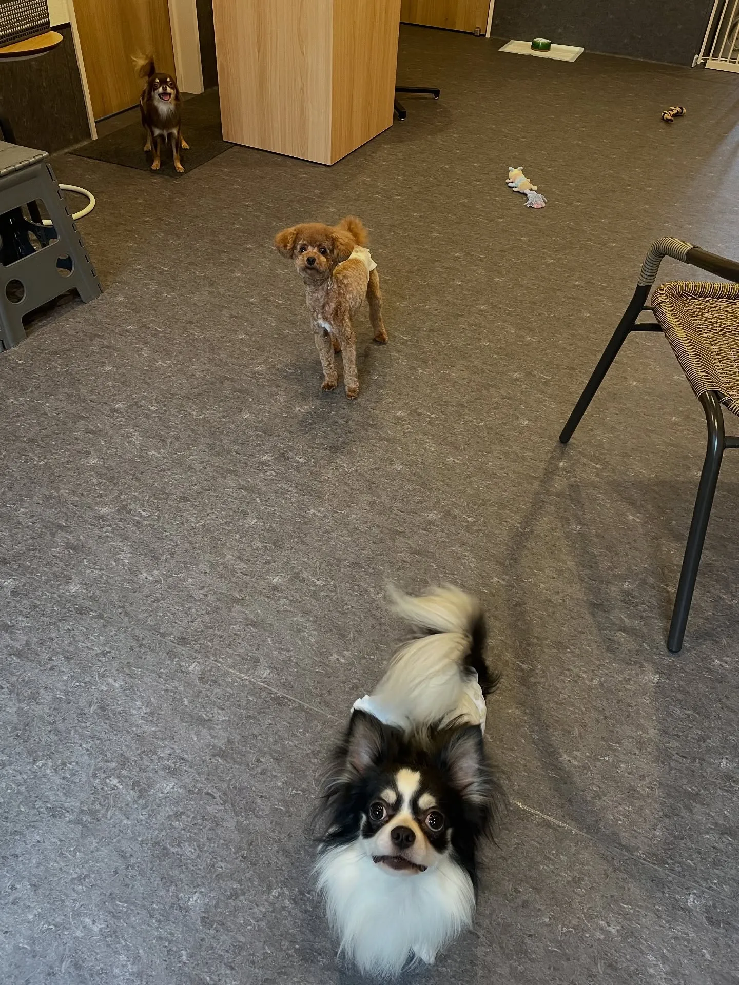 🐾✨ 福岡市東区にあるトリミングサロン Udog 🐶💈 で、...