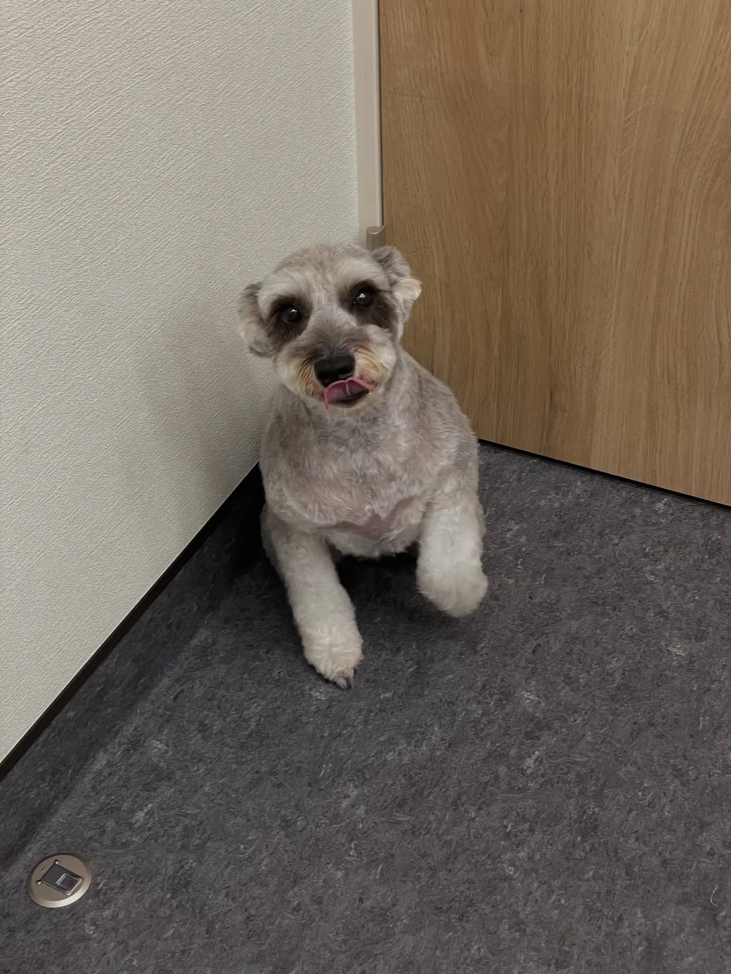 🐾✨ 福岡市東区にあるトリミングサロン Udog 🐶💈 で、...