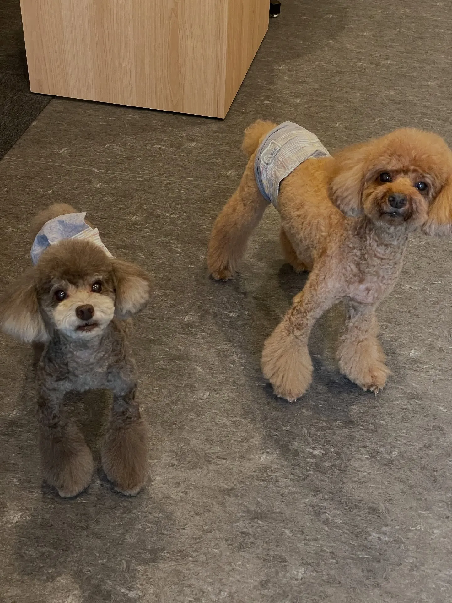 🐕✨福岡市東区のトリミングサロン【udog】へようこそ！✨🐾...