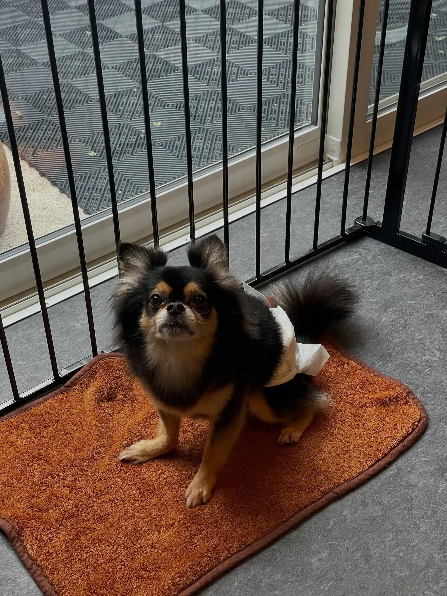 🐕✨福岡市東区のトリミングサロン【udog】へようこそ！✨🐾...