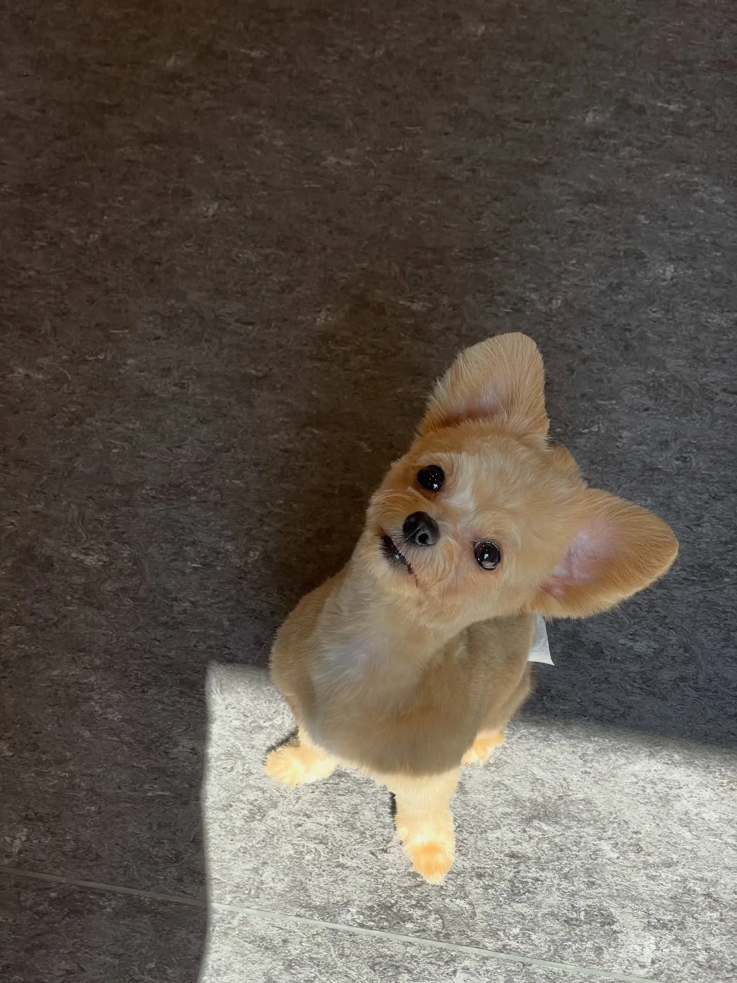 🐶✨福岡市東区のトリミングサロン「udog」へようこそ！雨の...