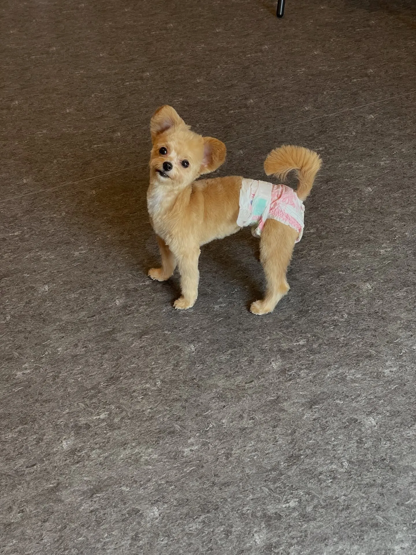 🐶✨福岡市東区のトリミングサロン「udog」へようこそ!雨の...