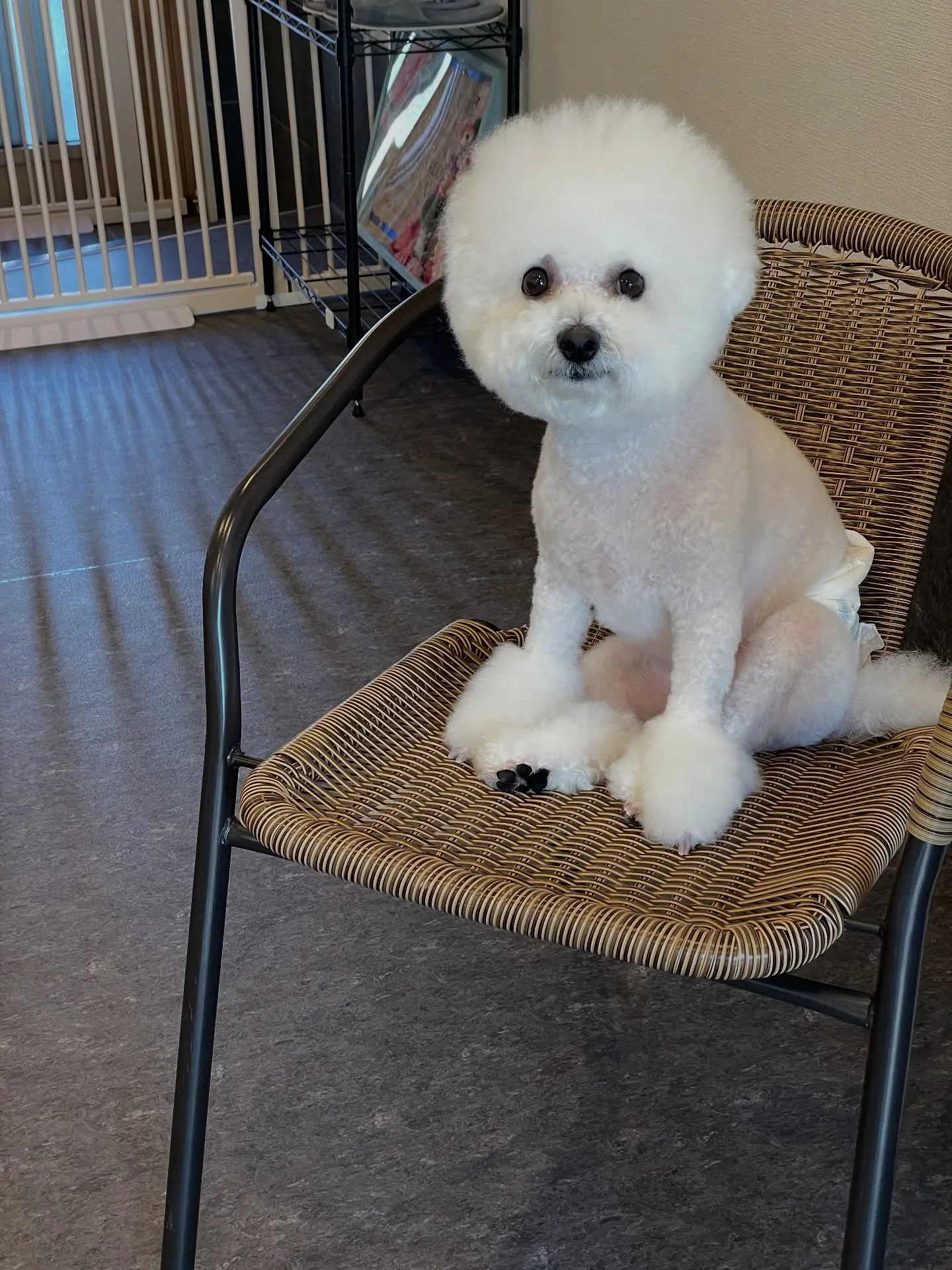 🐶✨福岡市東区のトリミングサロン「udog」へようこそ!雨の...