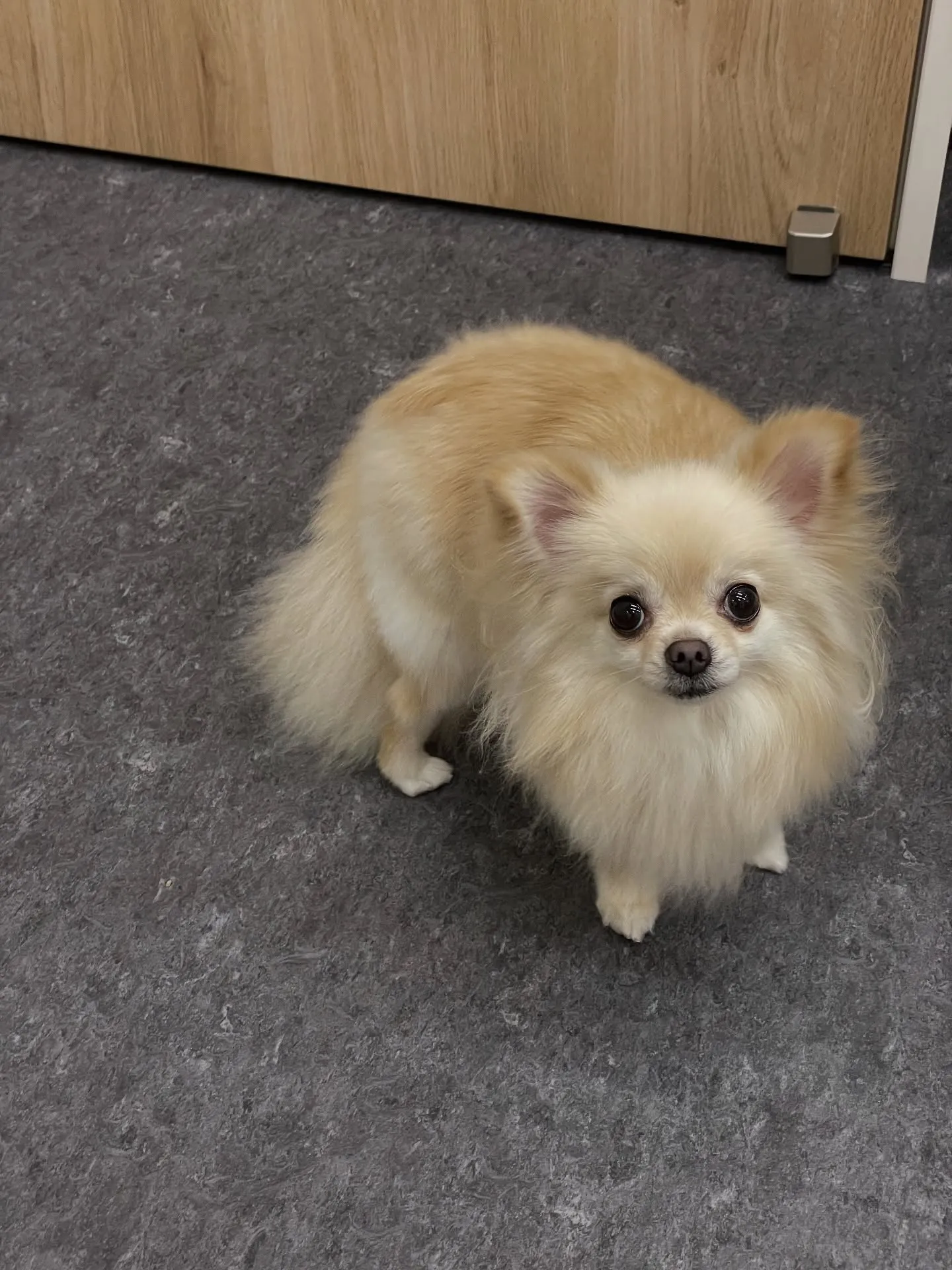 🐶✨福岡市東区のトリミングサロン「udog」へようこそ!雨の...