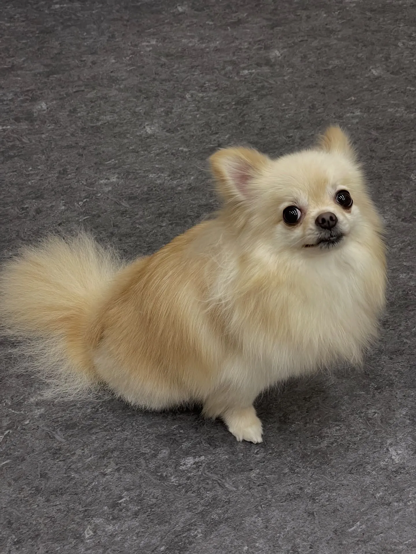 🐶✨福岡市東区のトリミングサロン「udog」へようこそ!雨の...