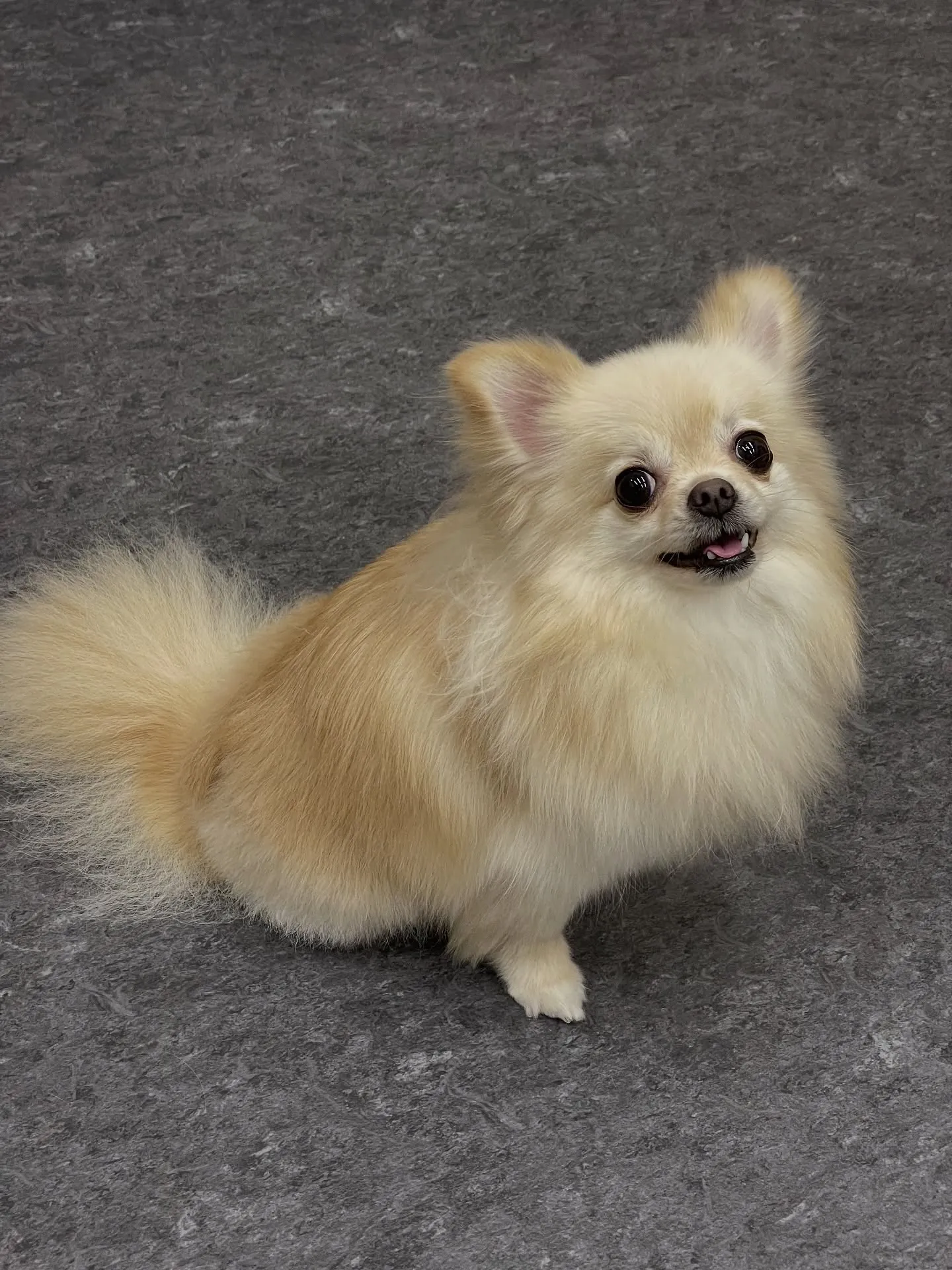 🐶✨福岡市東区のトリミングサロン「udog」へようこそ!雨の...