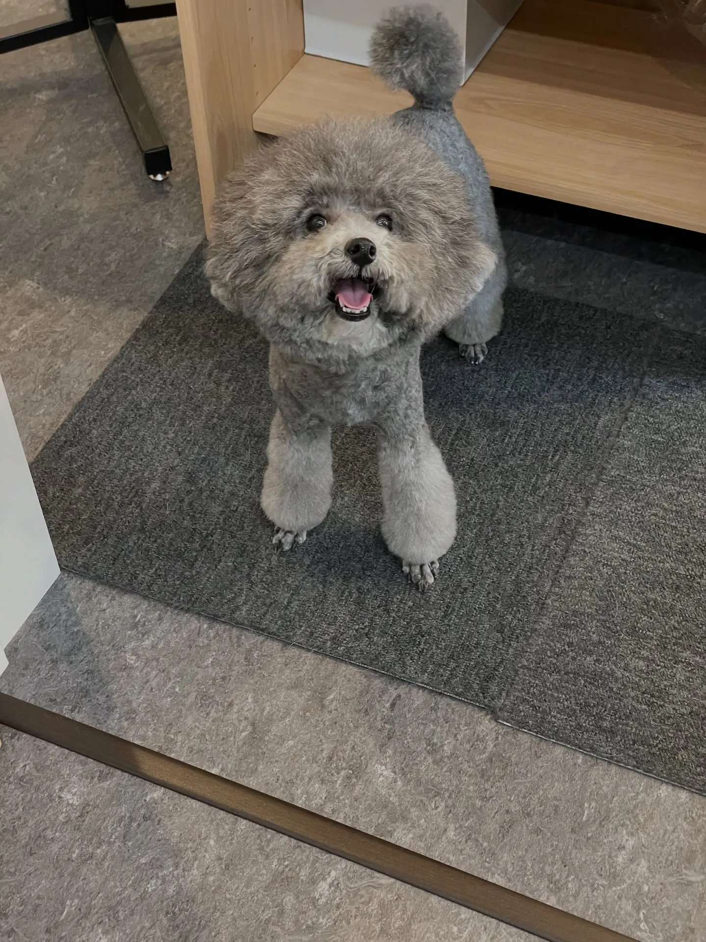 🐾🌟福岡市東区にあるトリミングサロン「udog」で、わんちゃ...