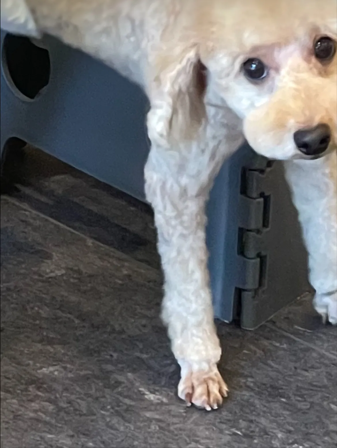 🐾🌟福岡市東区にあるトリミングサロン「udog」で、わんちゃ...