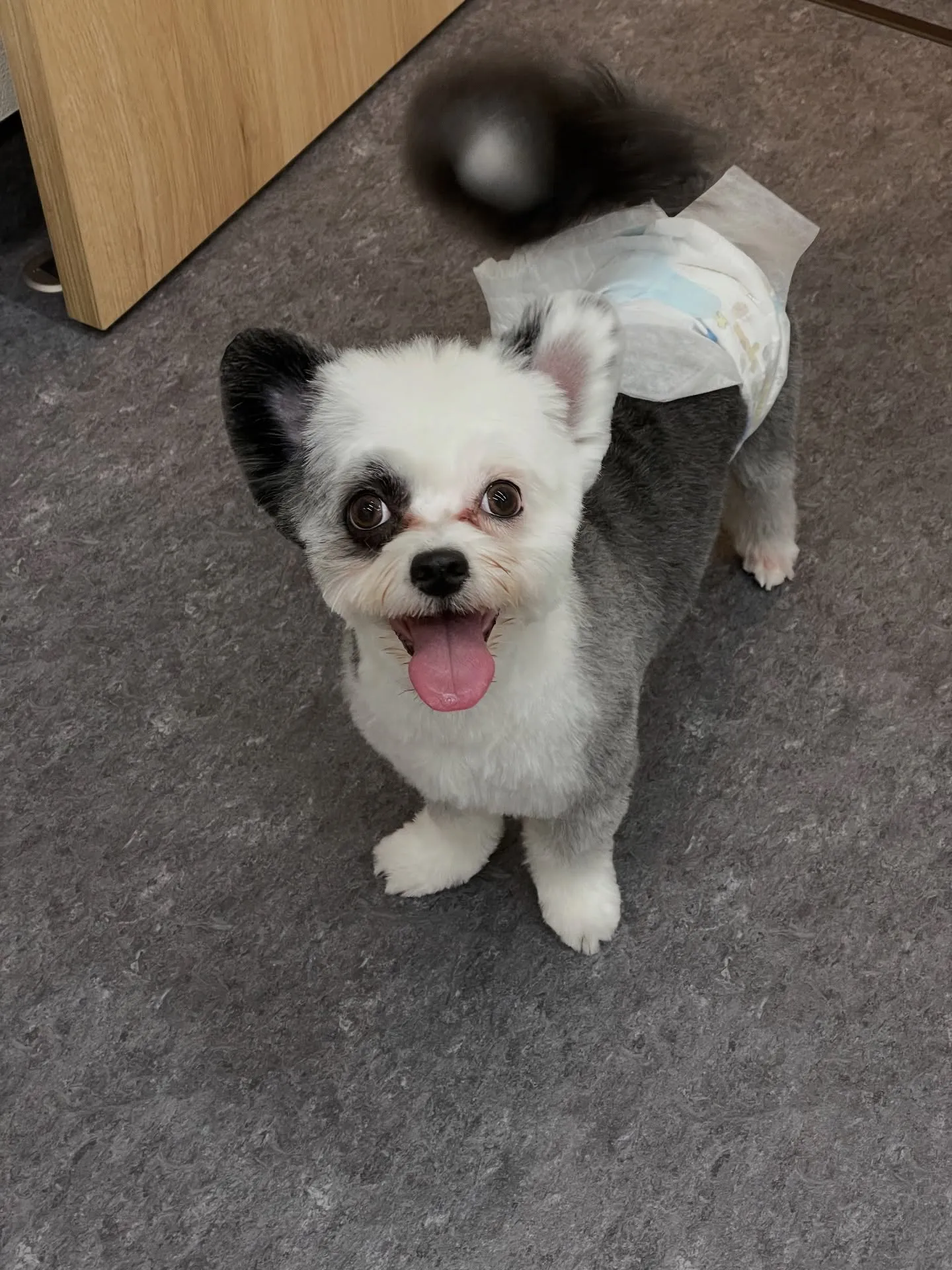 🐶✨福岡市東区のトリミングサロン【udog】へようこそ！✨🐾...