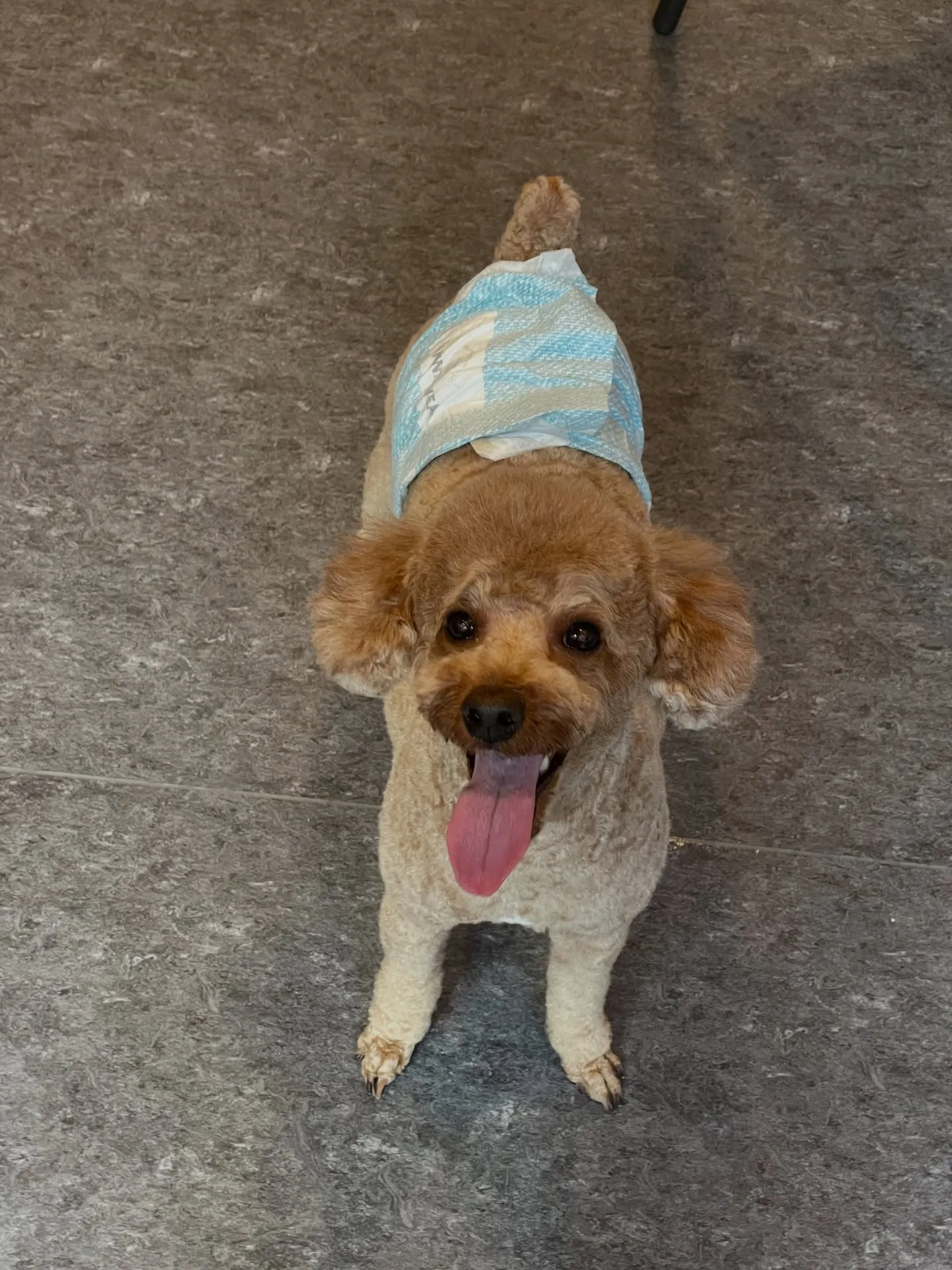 🐶✨福岡市東区のトリミングサロン【udog】へようこそ！✨🐾...