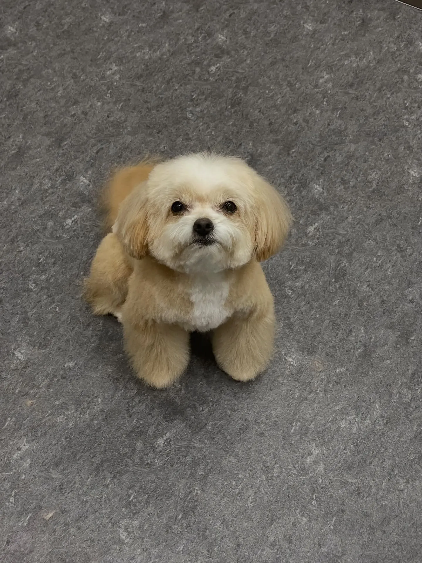 🐶✨福岡市東区のトリミングサロン【udog】へようこそ！✨🐾...