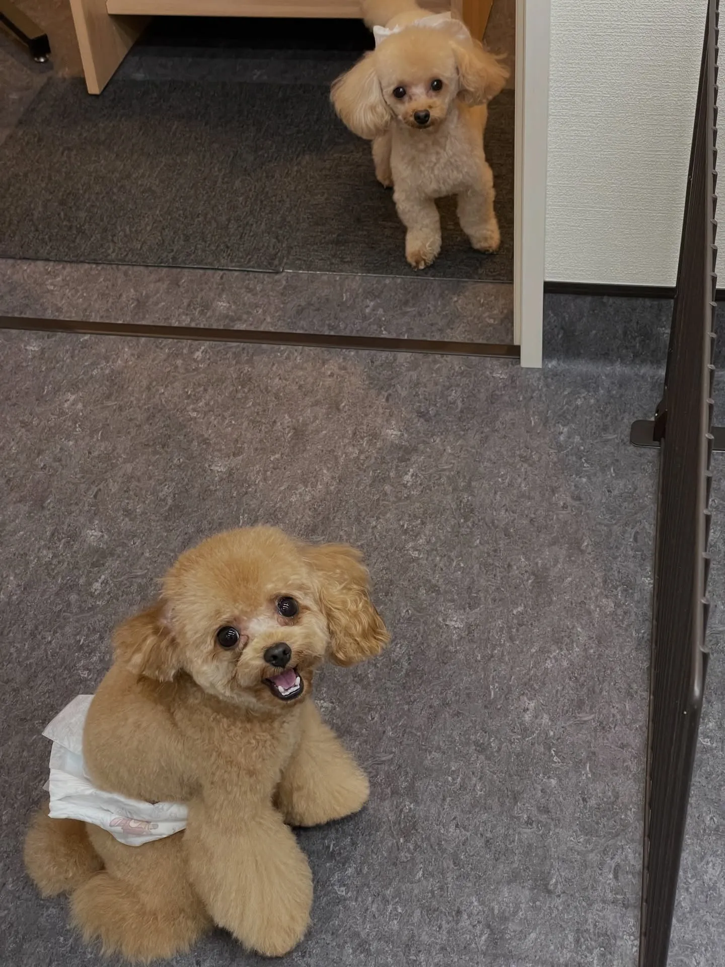 🐾🌟福岡市東区のトリミングサロンudogで、愛犬のヘアスタイ...