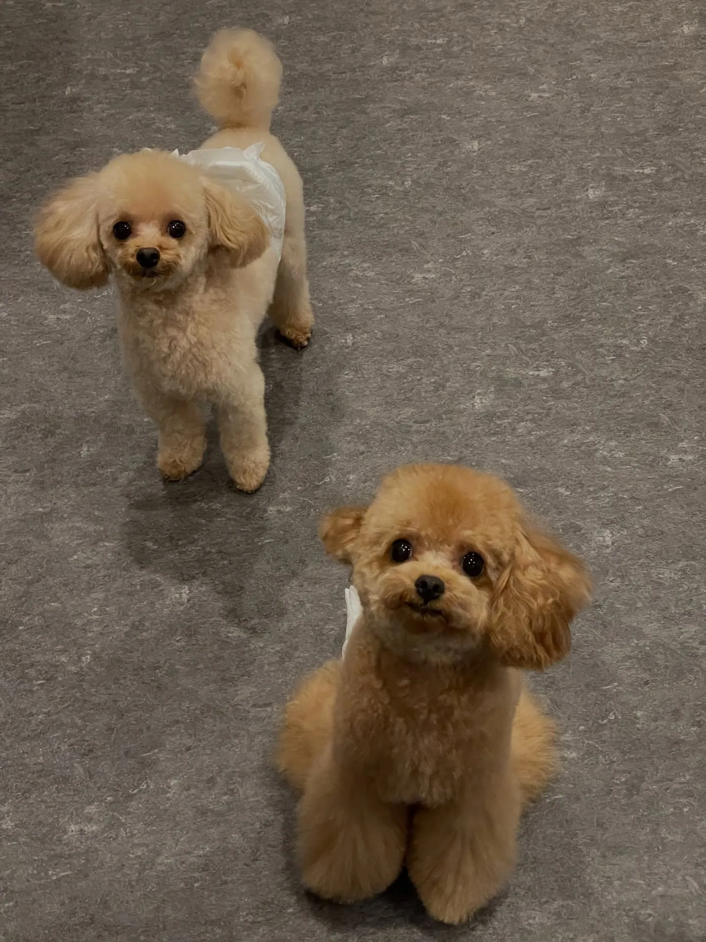 🐾🌟福岡市東区のトリミングサロンudogで、愛犬のヘアスタイ...
