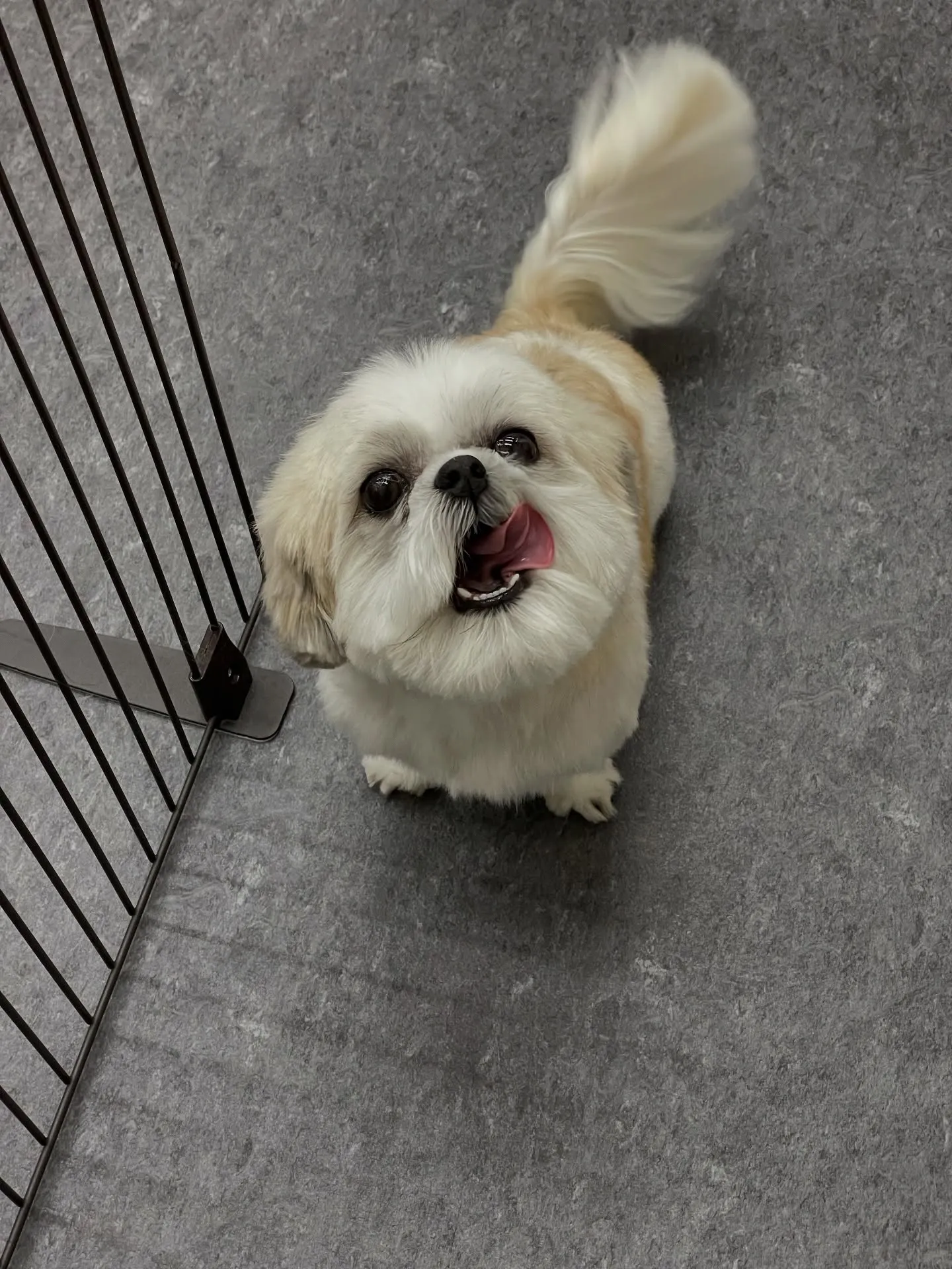 🐾🌟福岡市東区のトリミングサロンudogで、愛犬のヘアスタイ...