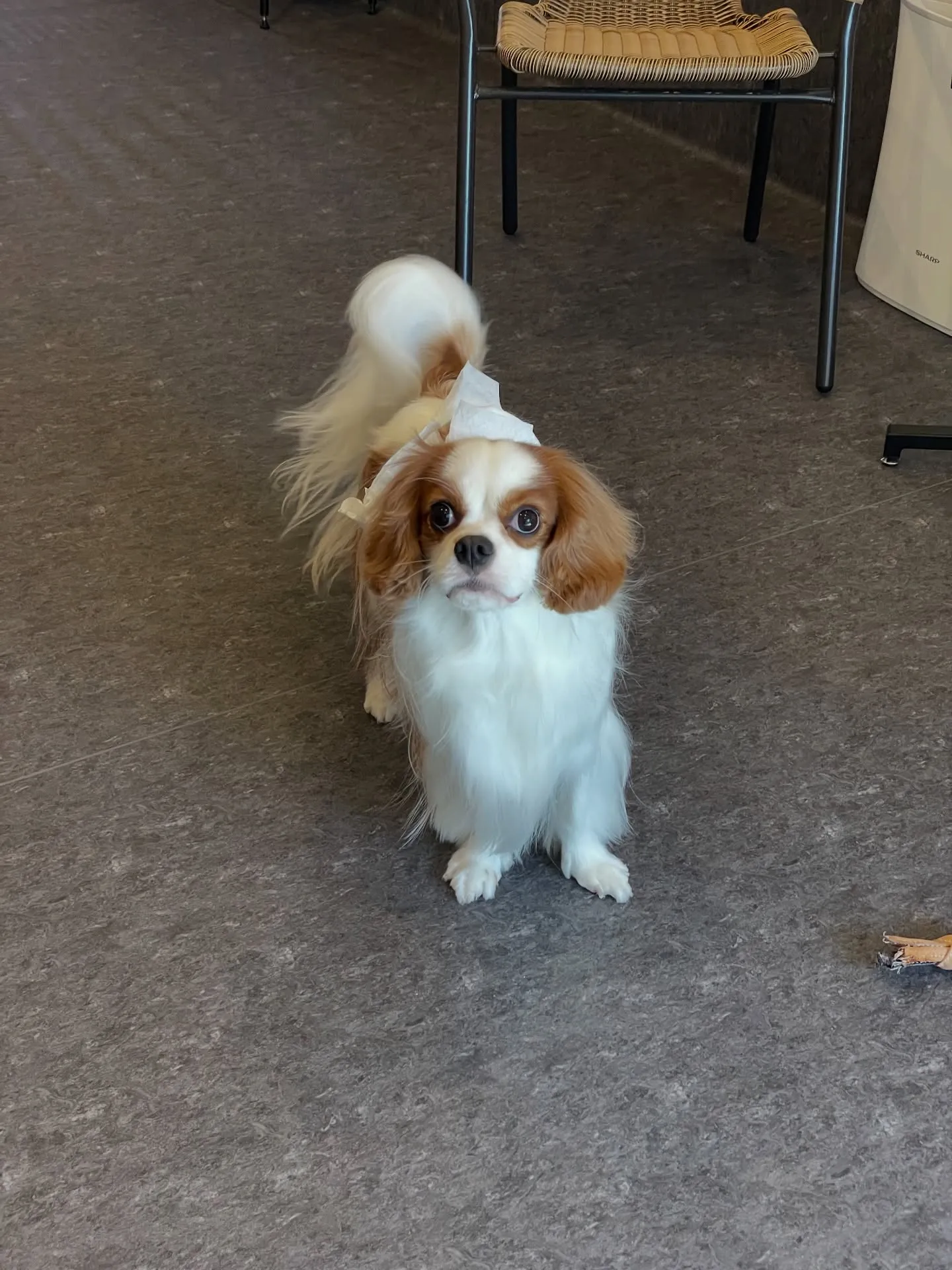 🐾🌟福岡市東区のトリミングサロンudogで、愛犬のヘアスタイ...