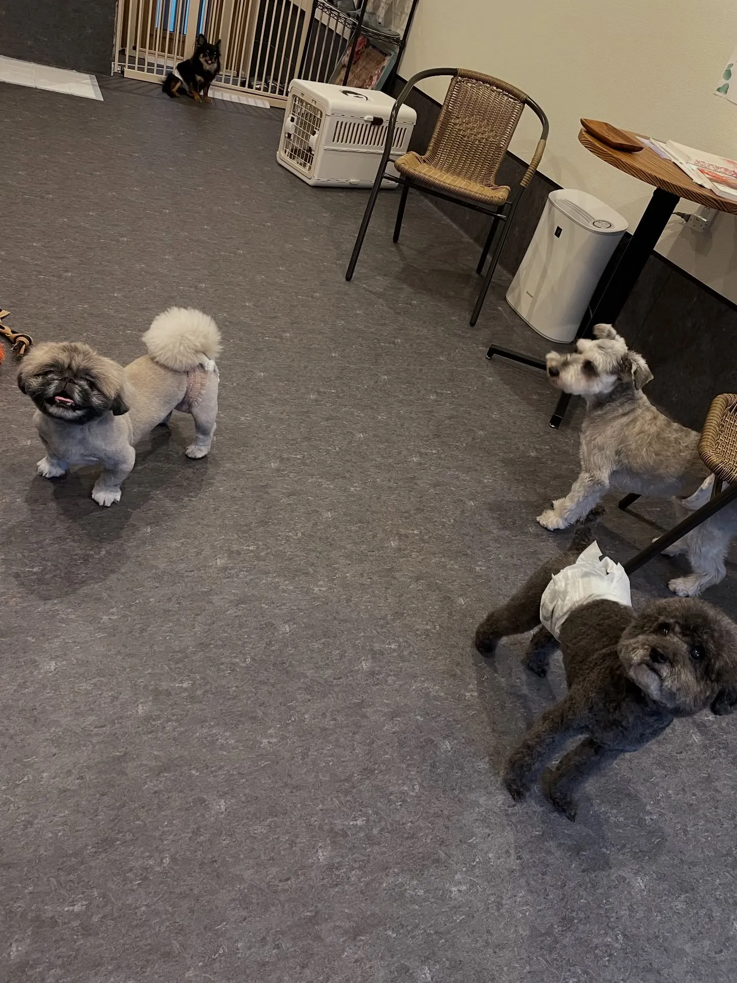 🐾✨福岡市東区のトリミングサロン『udog』では、わんちゃん...