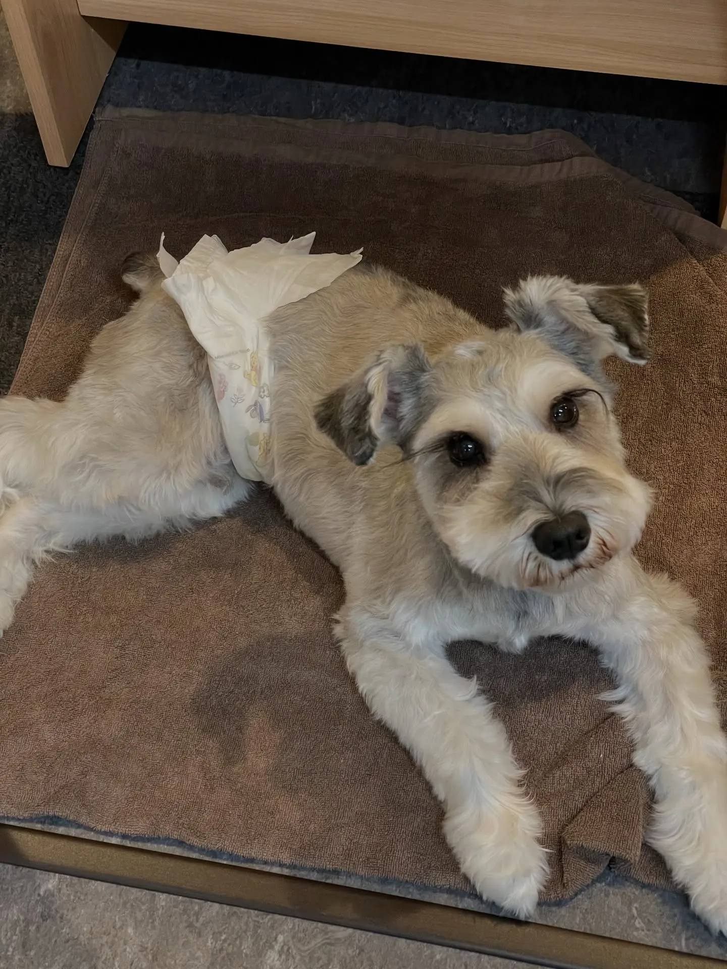 🐾✨福岡市東区のトリミングサロン『udog』では、わんちゃん...