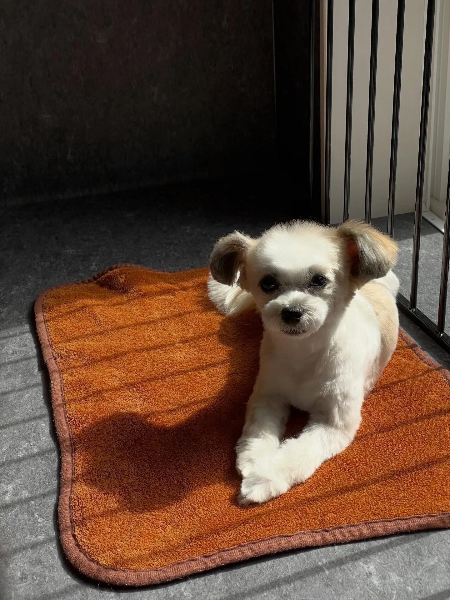 🐾✨福岡市東区のトリミングサロン『udog』では、わんちゃん...