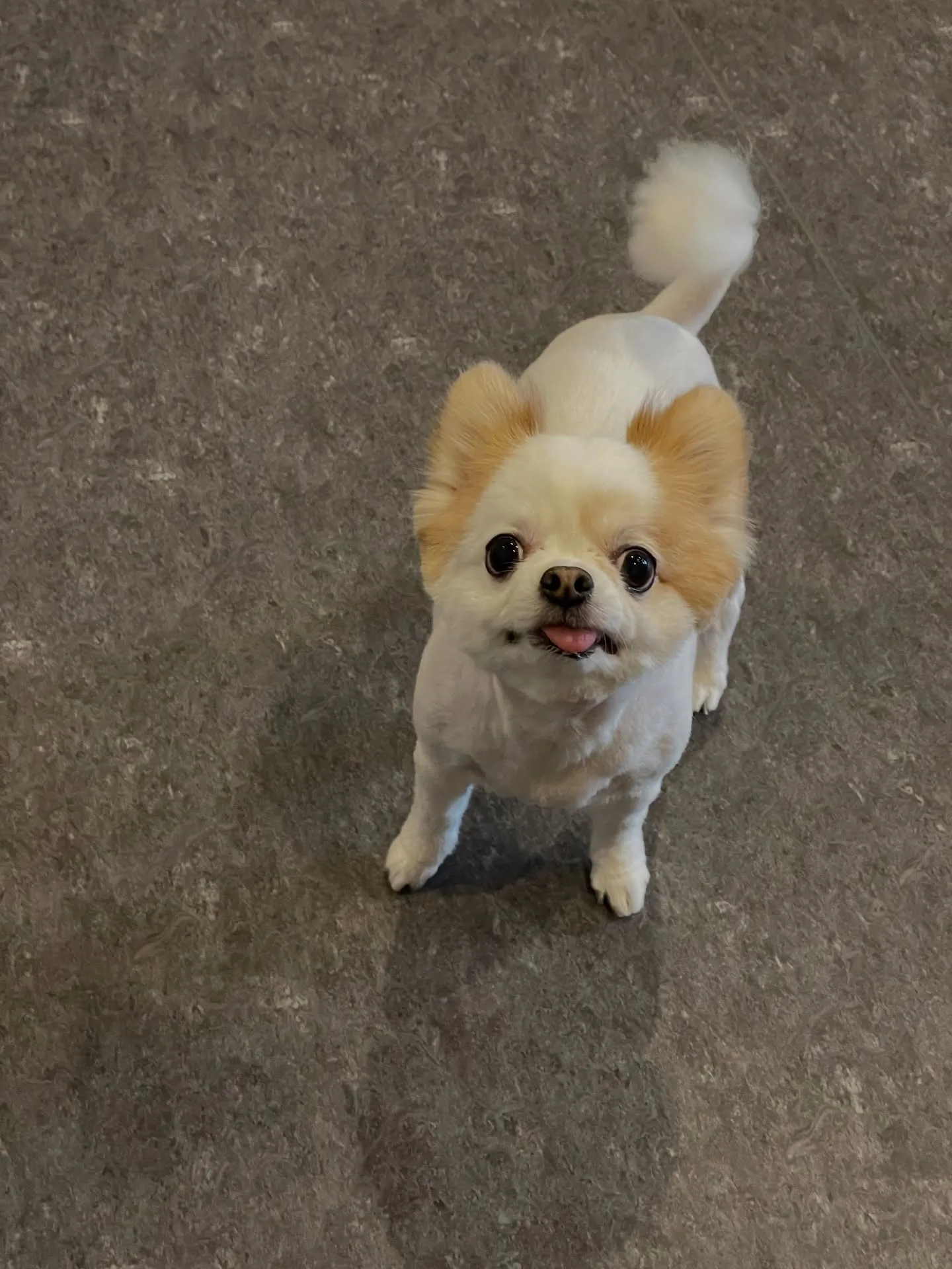 🐾✨小型・中型犬専門のトリミングサロン「udog」へようこそ...