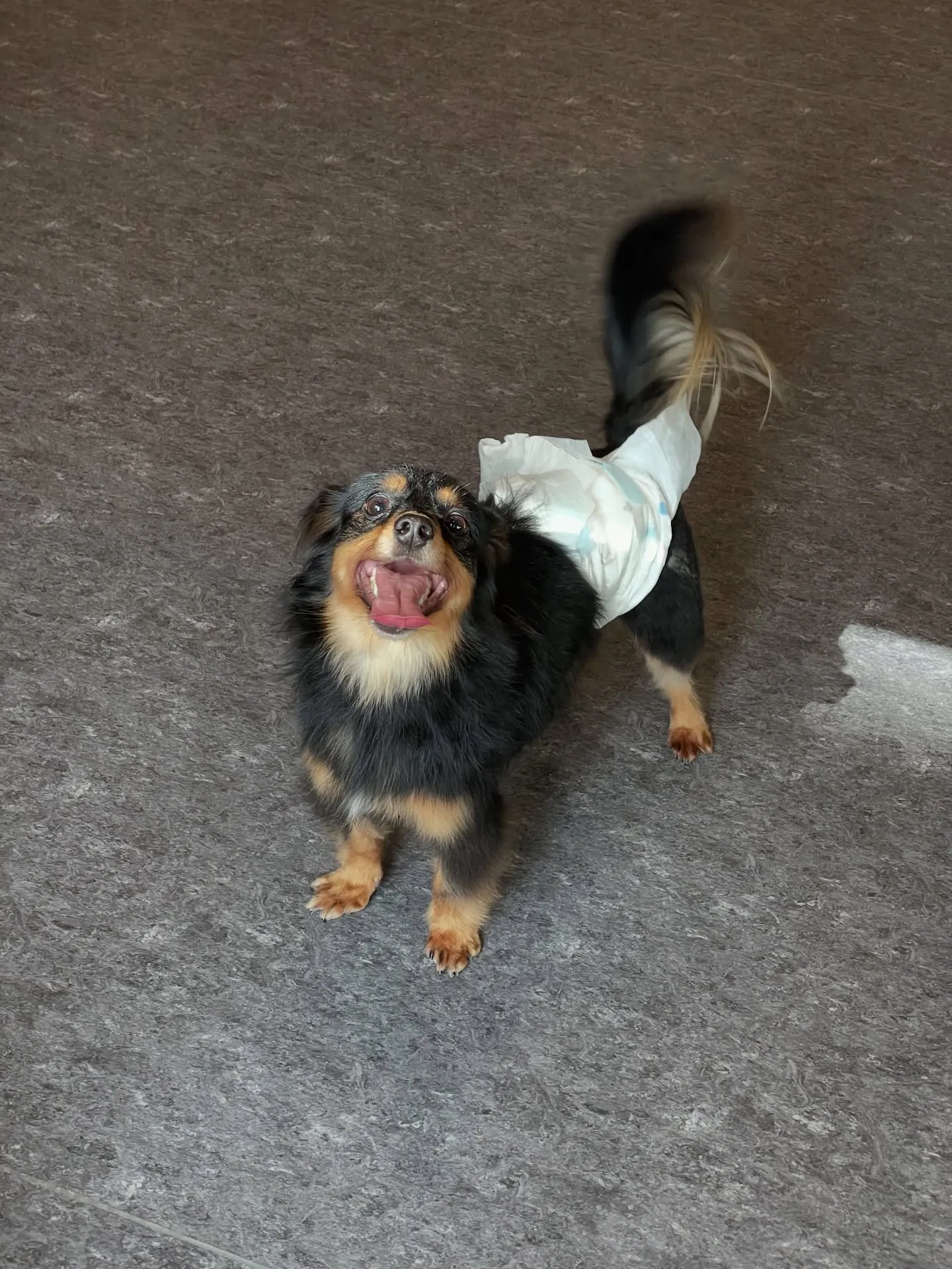 🐾✨小型・中型犬専門のトリミングサロン「udog」へようこそ...