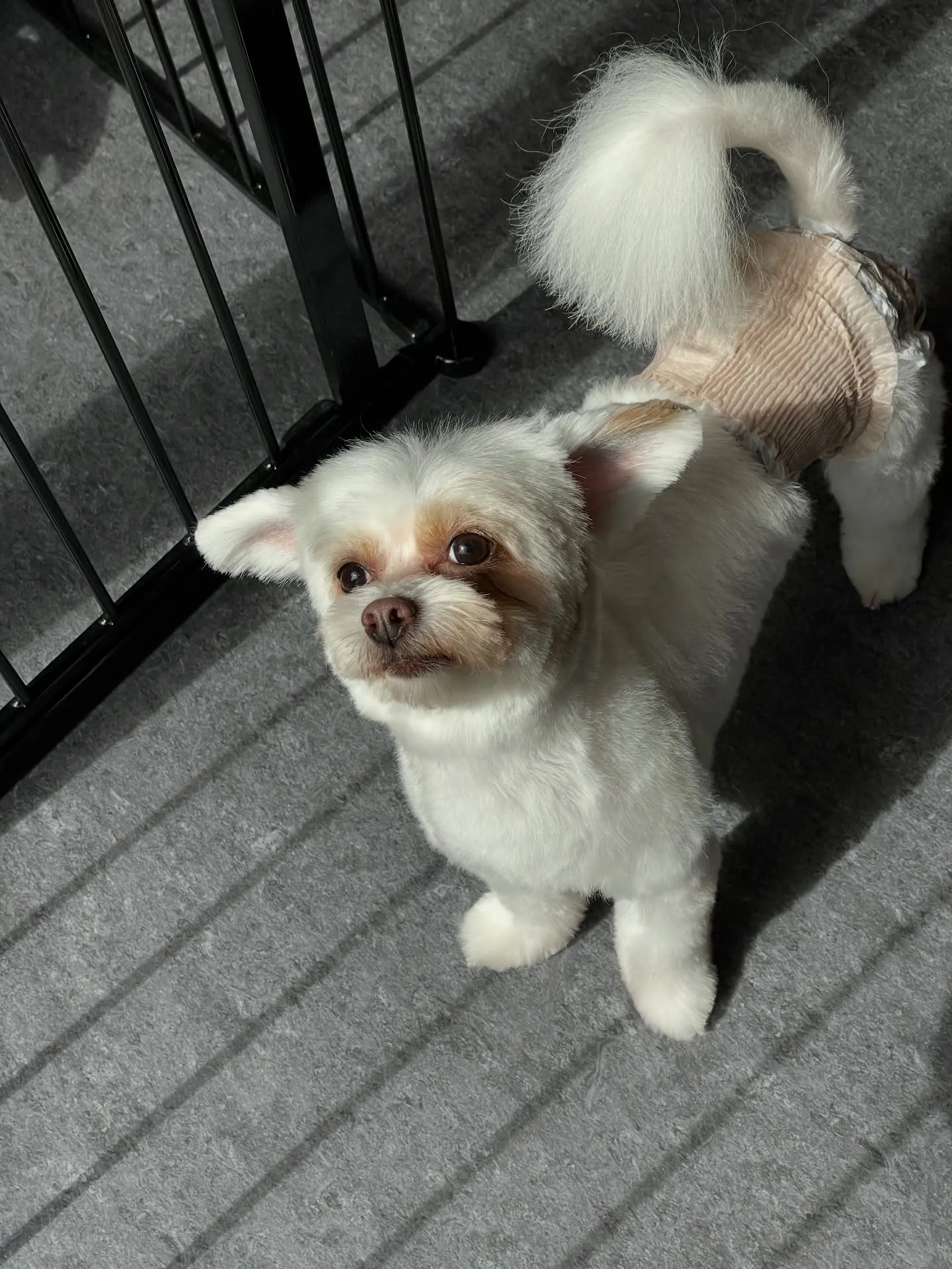 🐾✨小型・中型犬専門のトリミングサロン「udog」へようこそ...