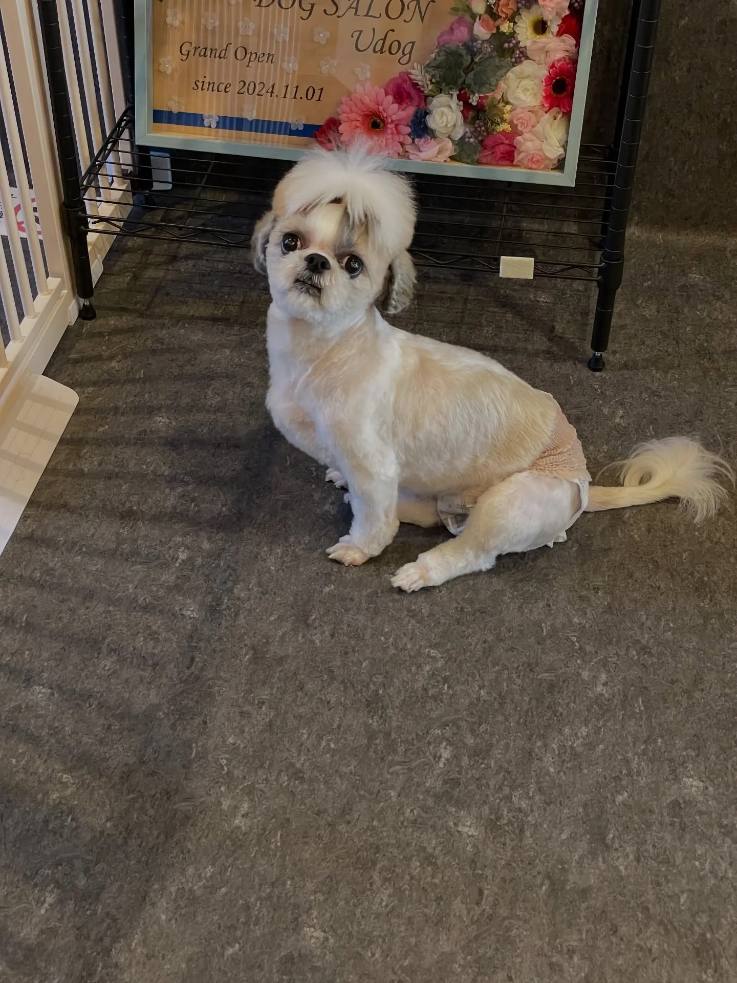 🐾✨小型・中型犬専門のトリミングサロン「udog」へようこそ...