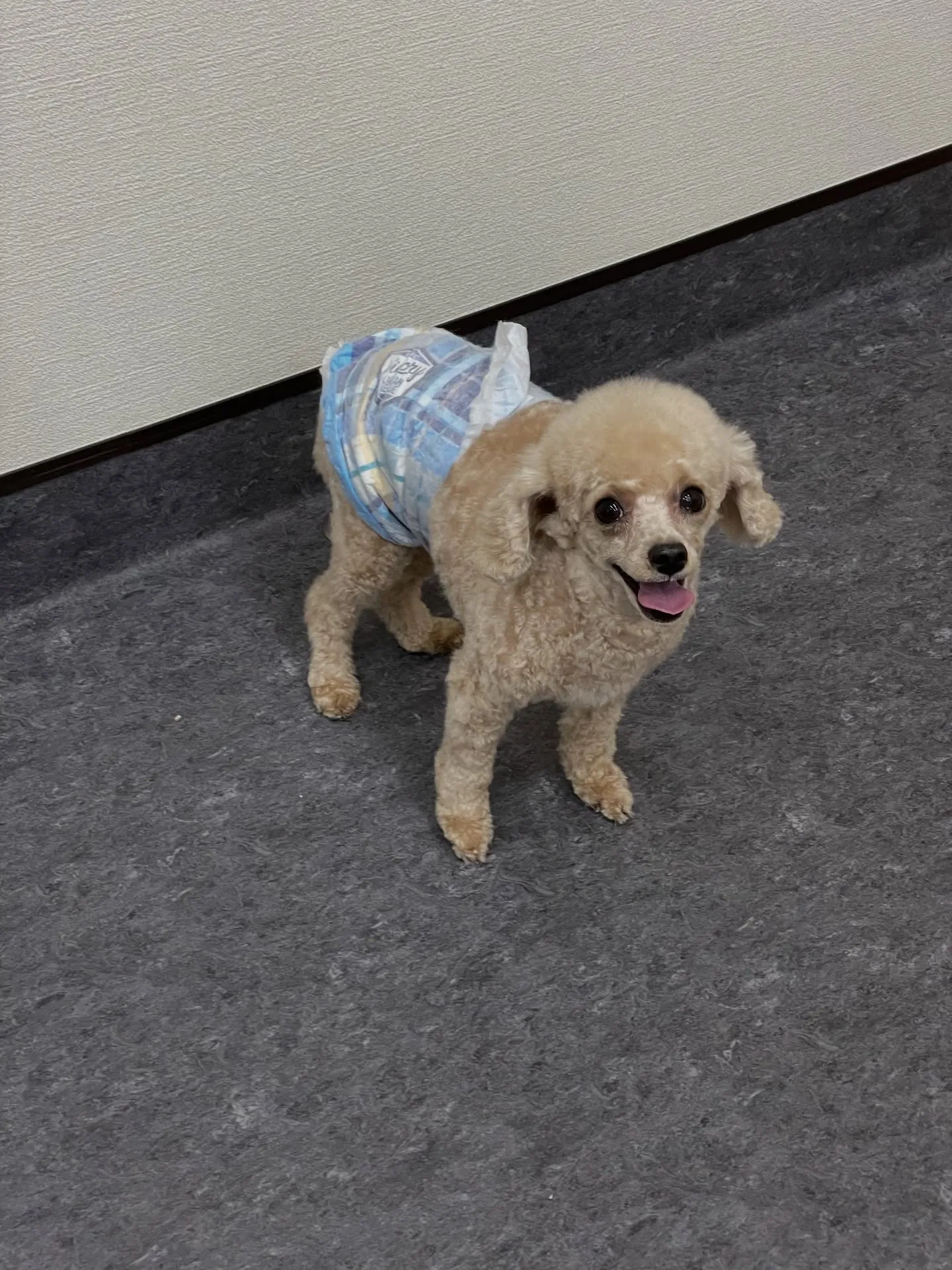 🐾【トリミングサロン udogからのお知らせ】🐾皆さん、こん...