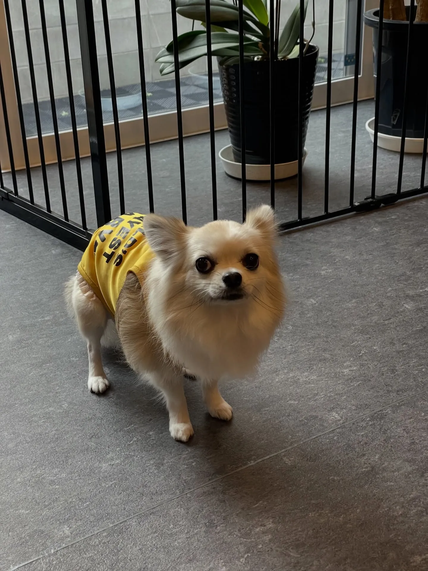 🐾【トリミングサロン udogからのお知らせ】🐾皆さん、こん...