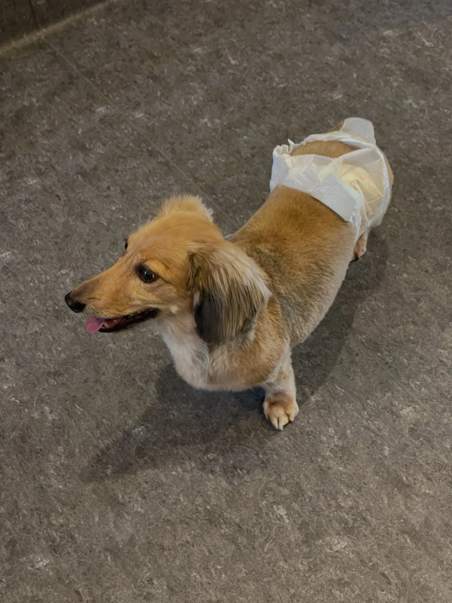 🐾【トリミングサロン udogからのお知らせ】🐾皆さん、こん...