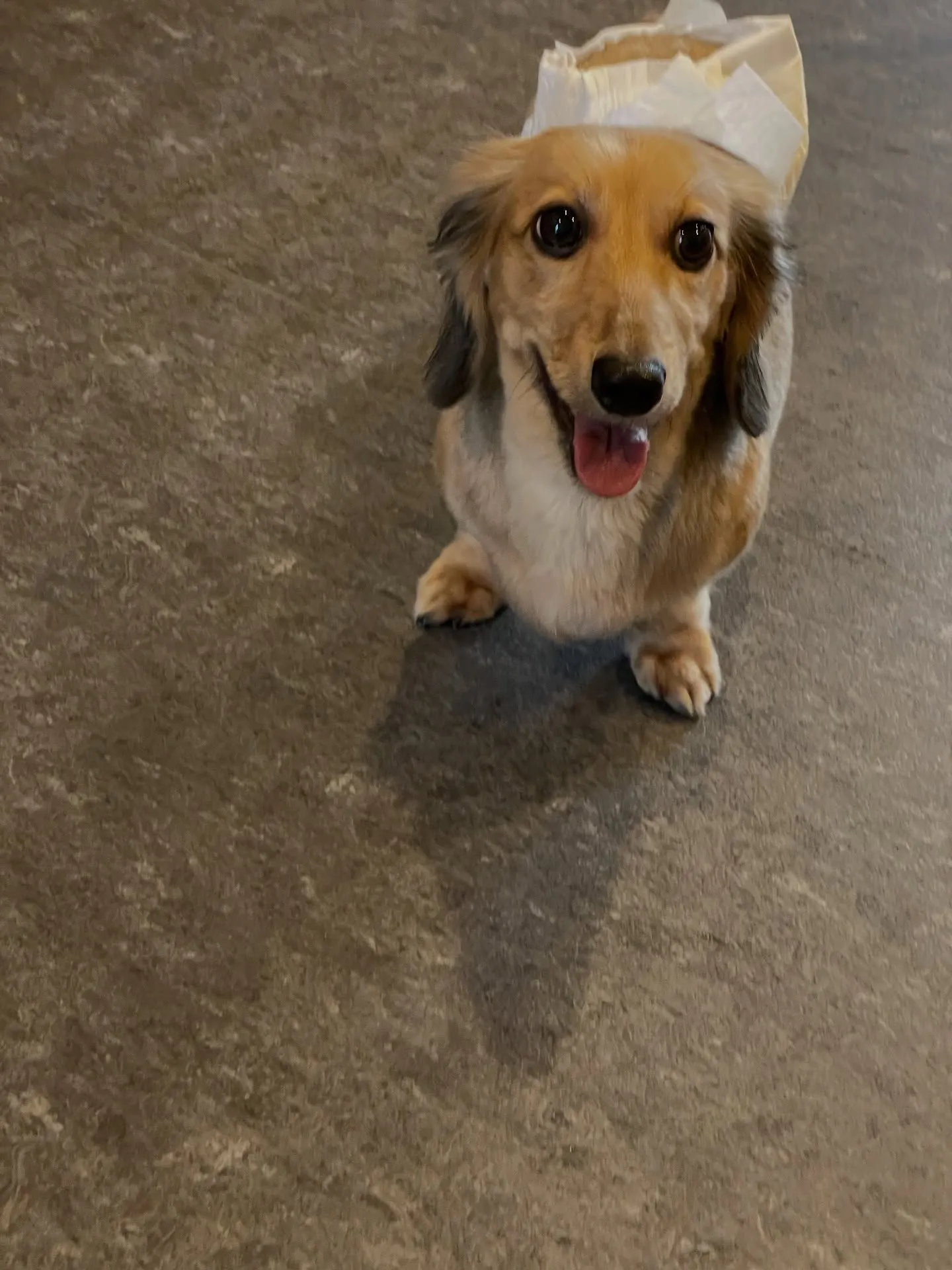 🐾【トリミングサロン udogからのお知らせ】🐾皆さん、こん...