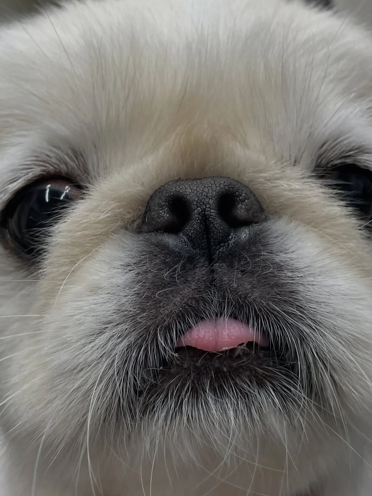🐾🐶福岡市東区にあるトリミング専門店udogでは、わんちゃん...