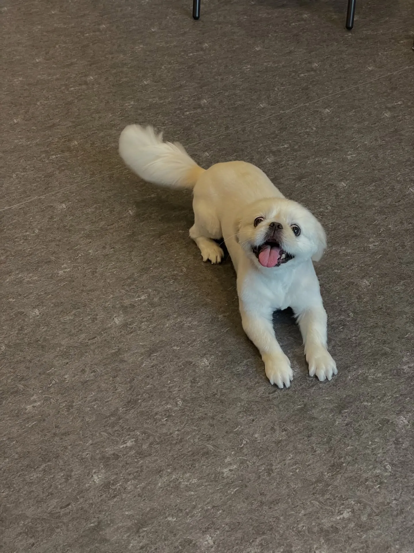 🐾🐶福岡市東区にあるトリミング専門店udogでは、わんちゃん...