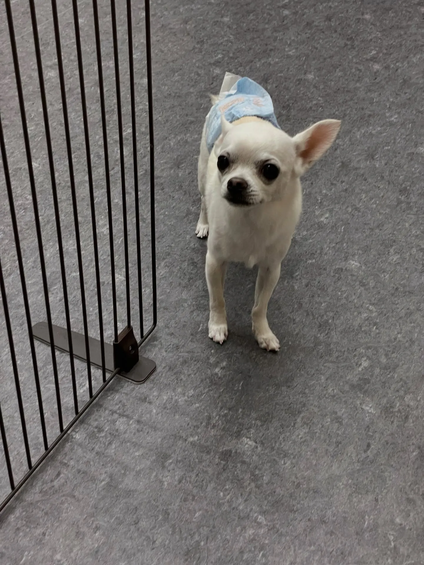 🐾🐶福岡市東区にあるトリミング専門店udogでは、わんちゃん...