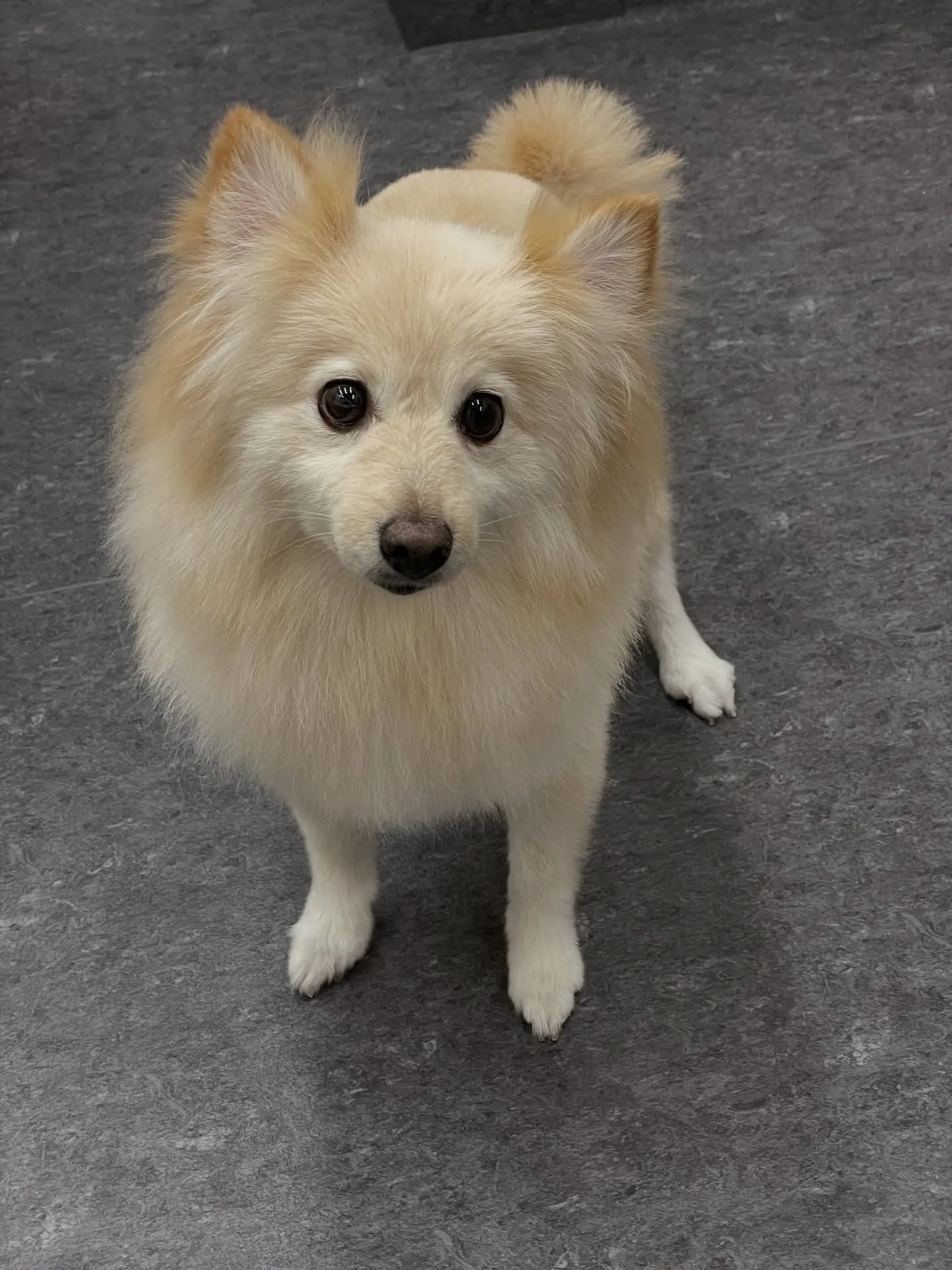 🐾🐶福岡市東区にあるトリミング専門店udogでは、わんちゃん...