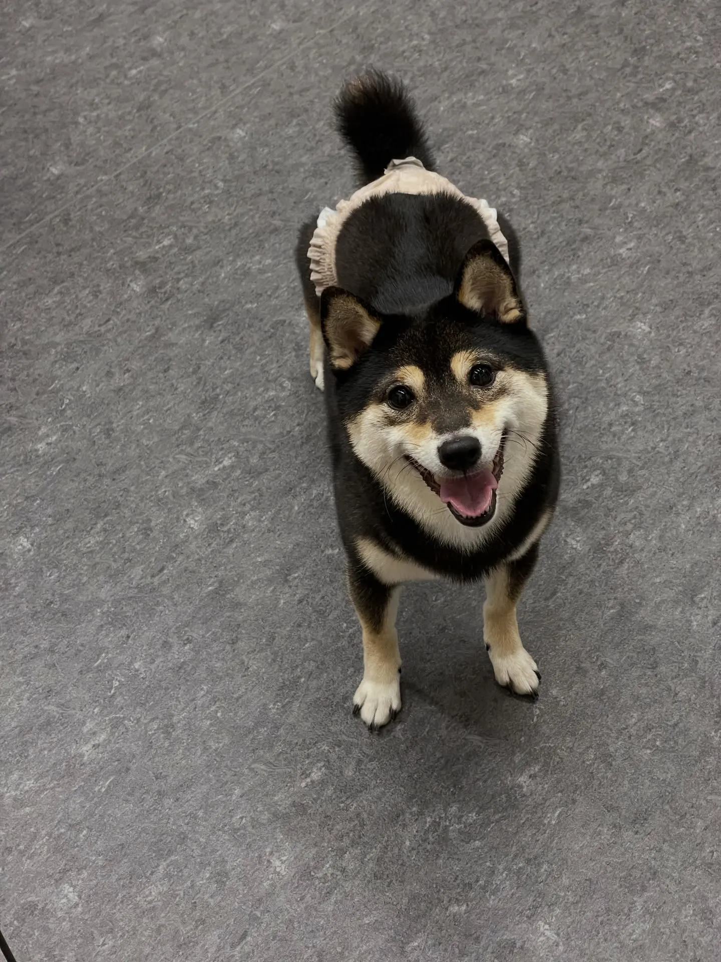 🐾🐶福岡市東区にあるトリミング専門店udogでは、わんちゃん...