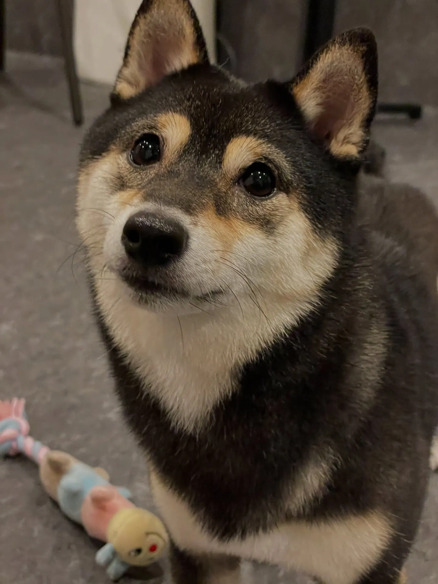 🐾🐶福岡市東区にあるトリミング専門店udogでは、わんちゃん...