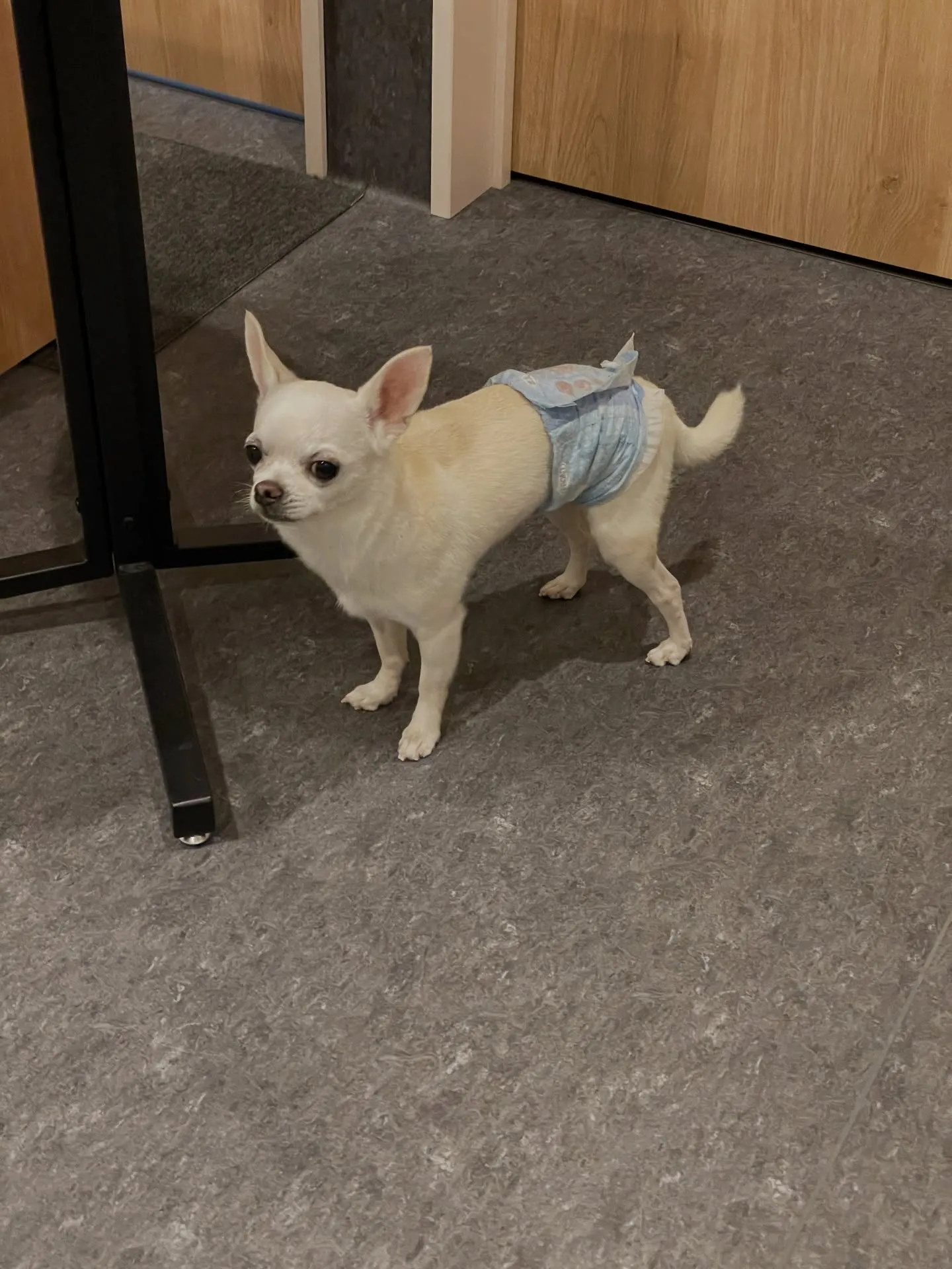 🐾🐶福岡市東区にあるトリミング専門店udogでは、わんちゃん...